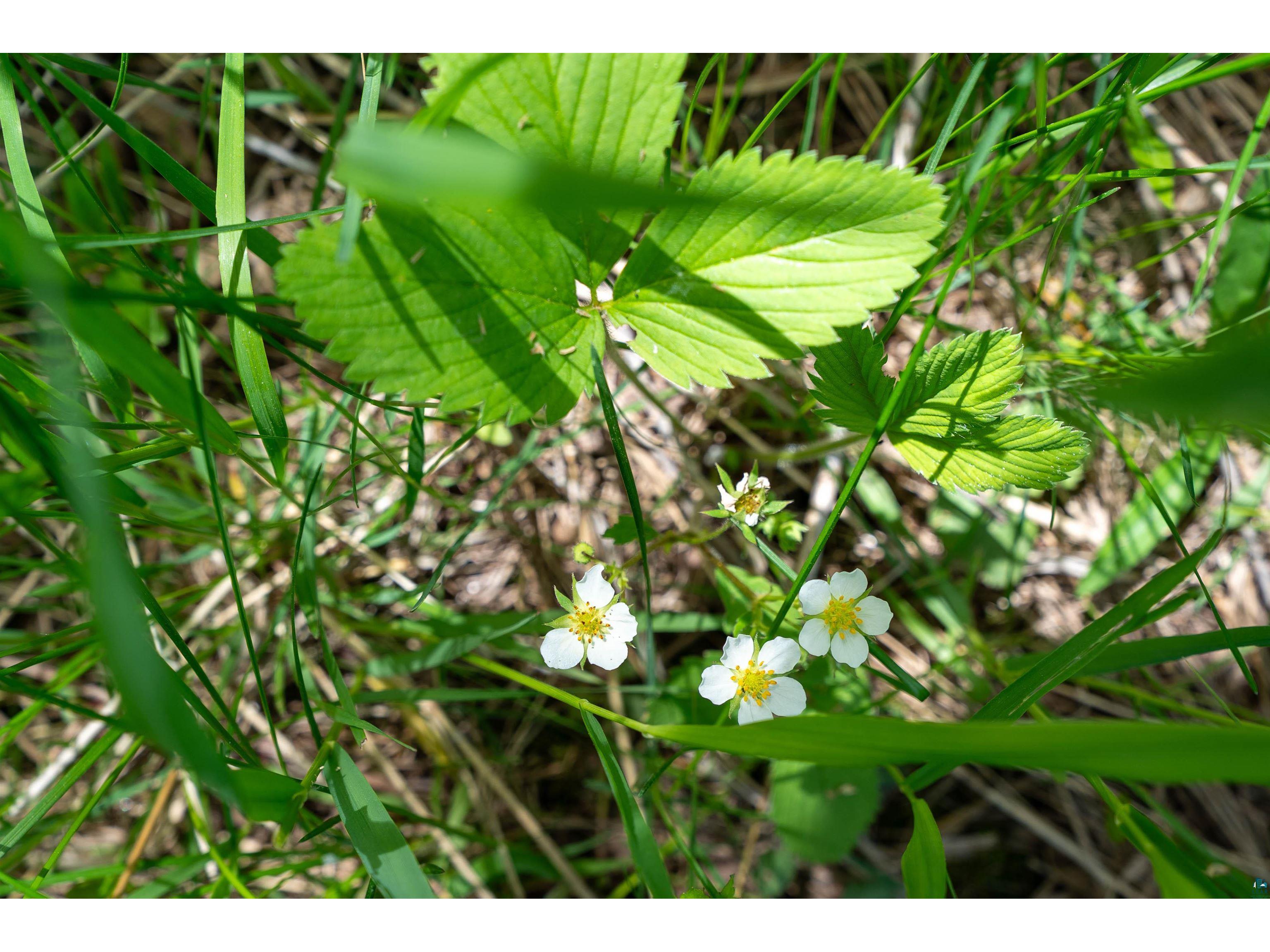 10550 Flagg River Rd Port Wing WI 54865 - Flagg River 6124218 image10