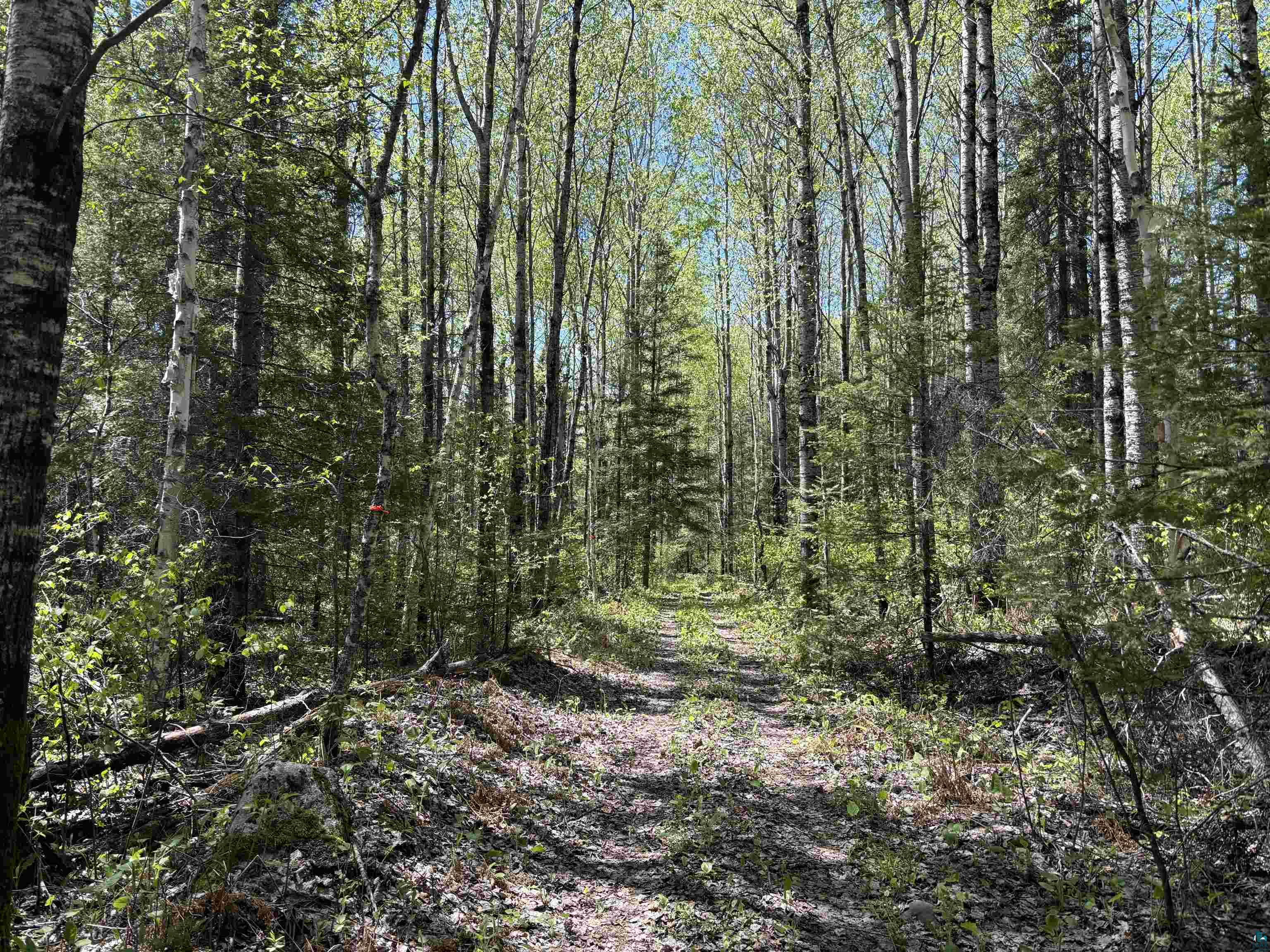 1068 Kelly Trail Isabella MN 55607 6125150 image15