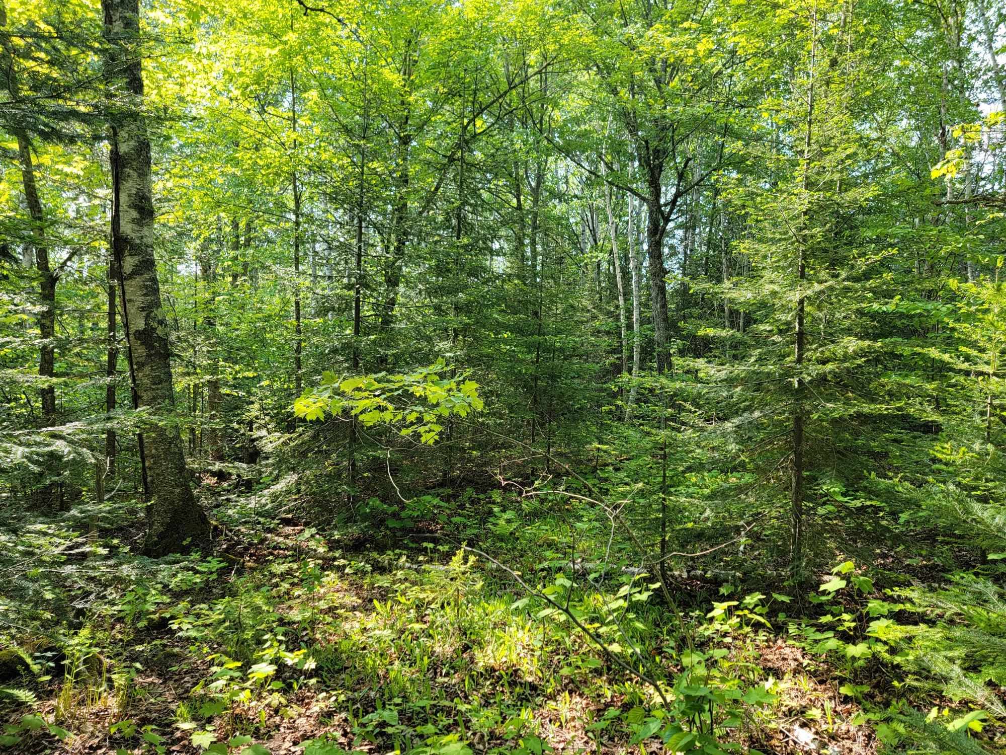 10X Franks Way Grand Marais MN 55604 6120094 image1