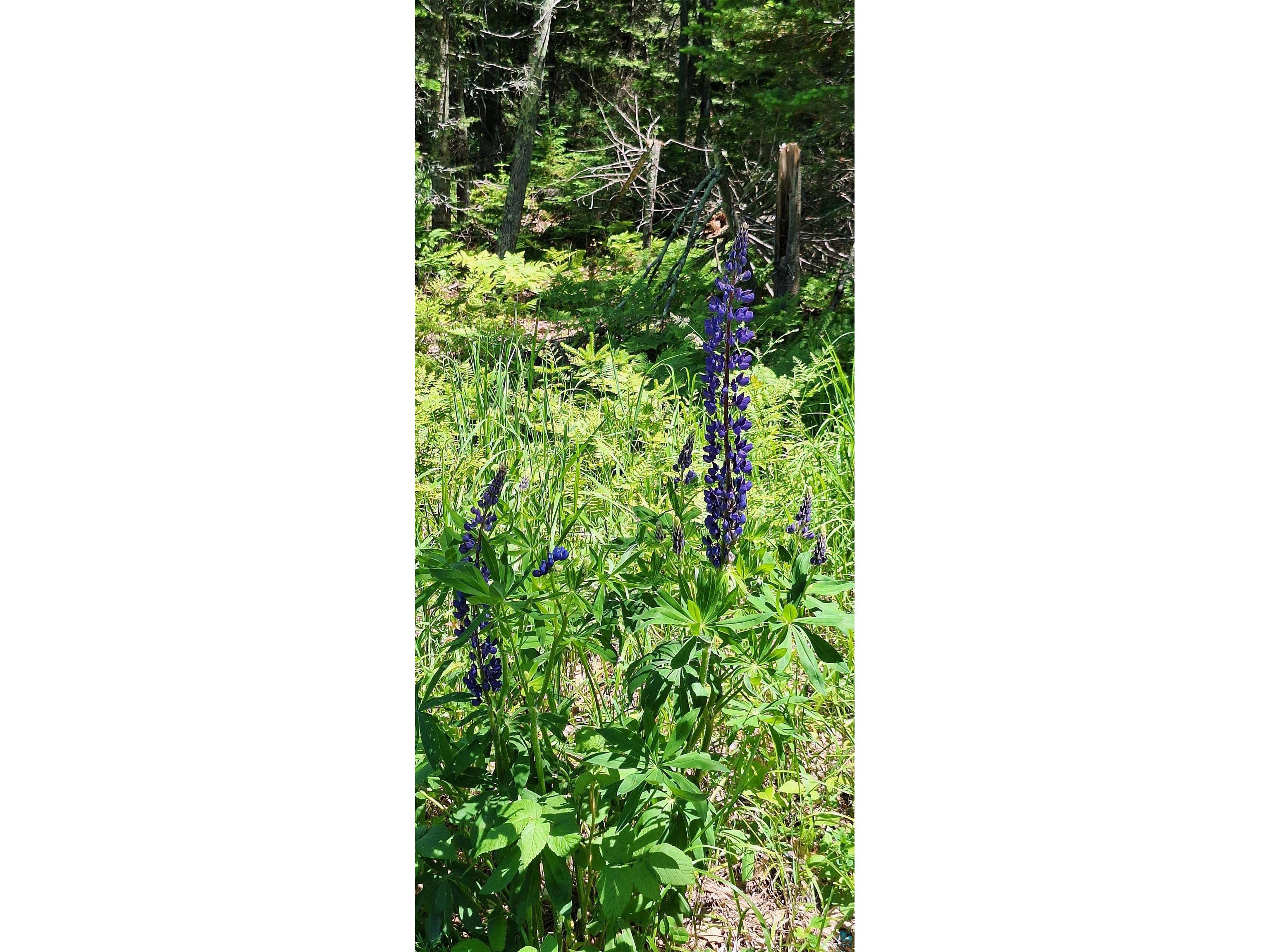 1117 South Shore Rd La Pointe WI 54850 - Lake Superior 6123927 image36