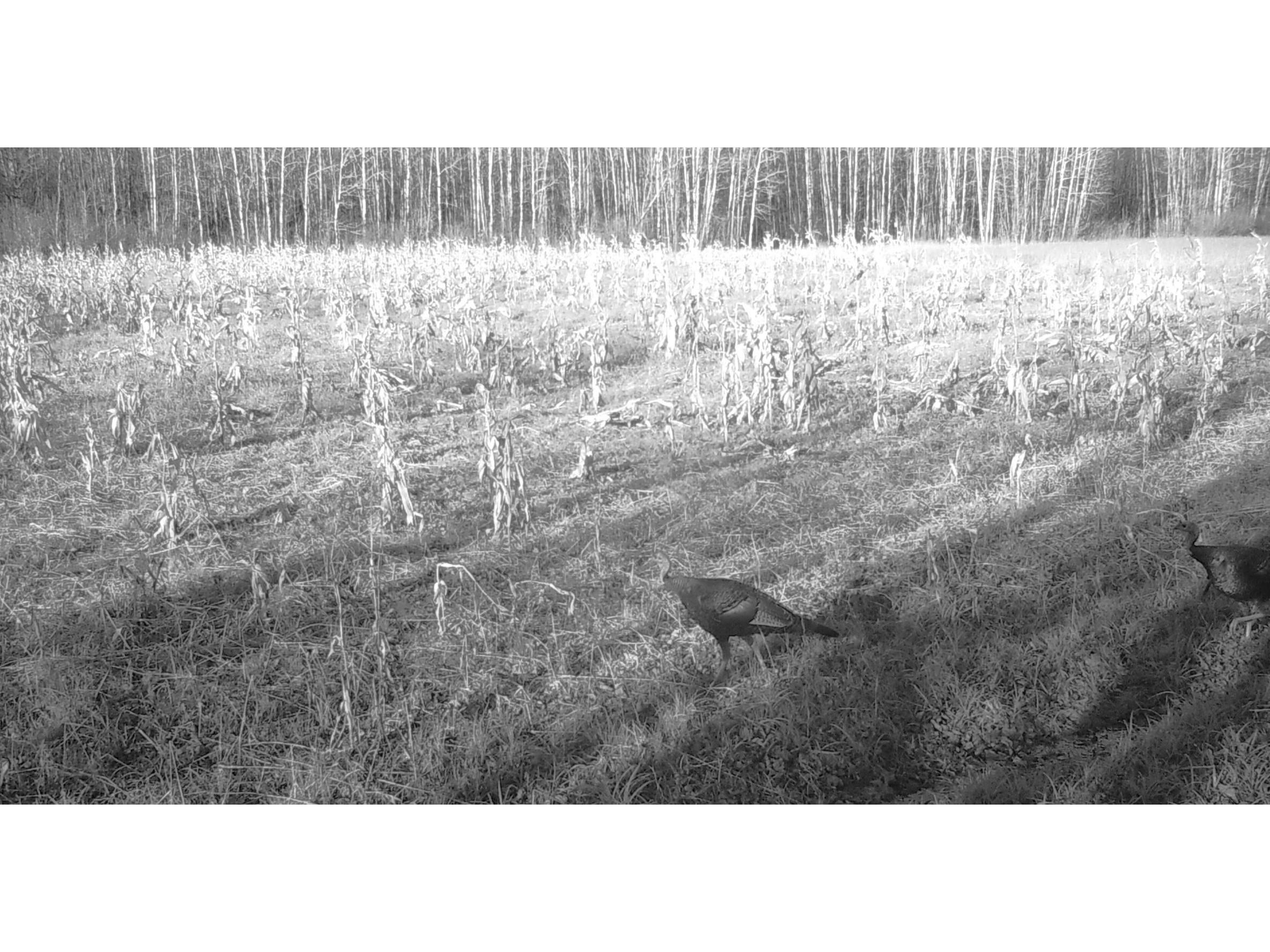 11680 County Rd 59 Gheen MN 55771 6122673 image18