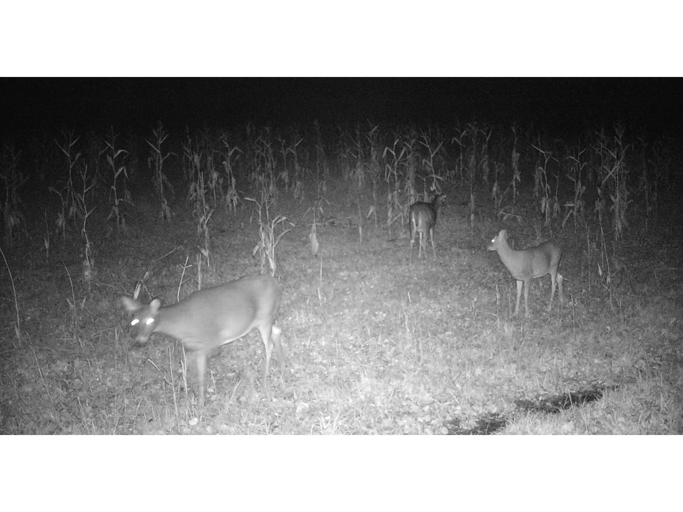 11680 County Rd 59 Gheen MN 55771 6122673 image20