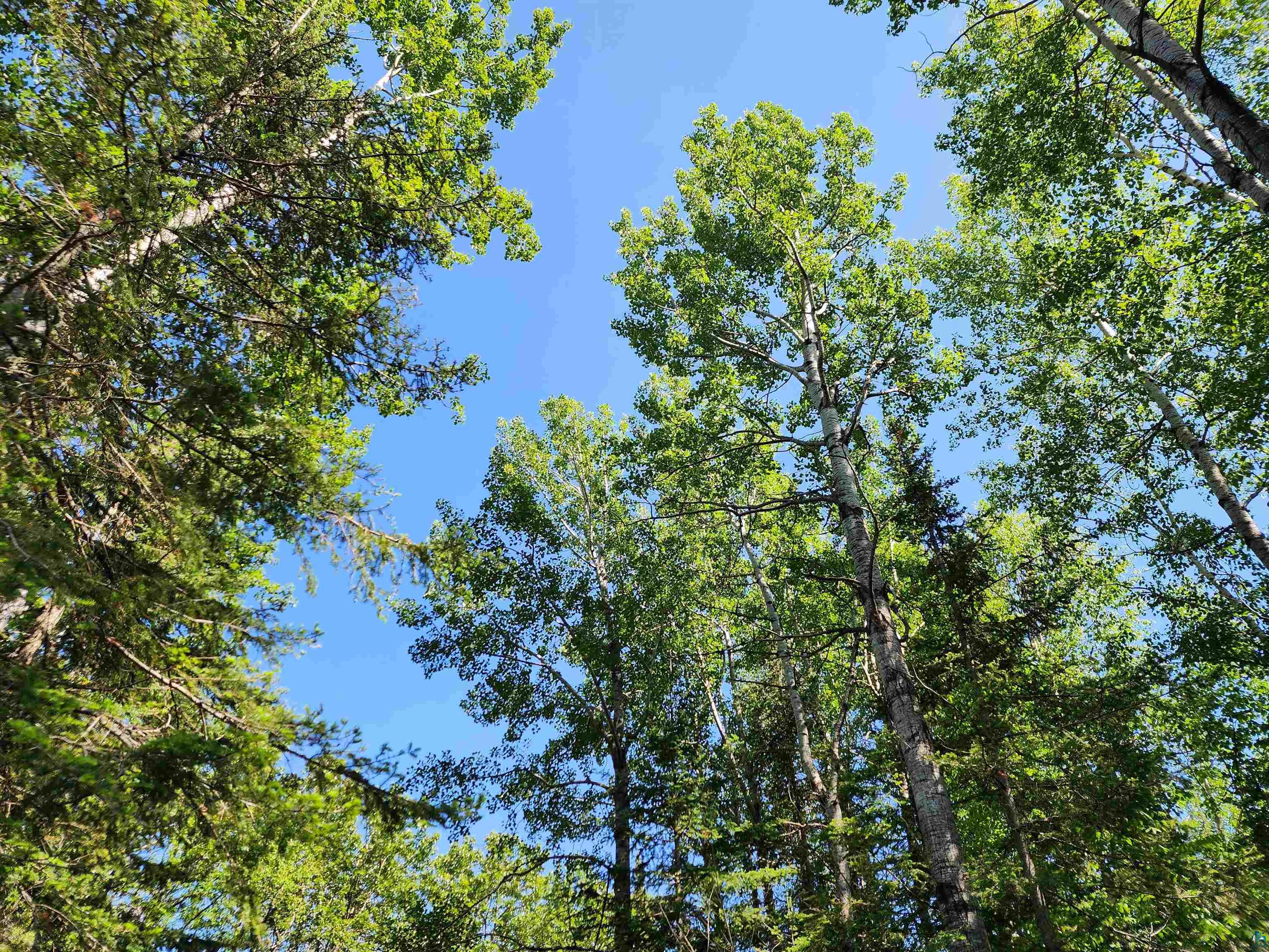 117 Tower Rd Hovland MN 55606 6126016 image38