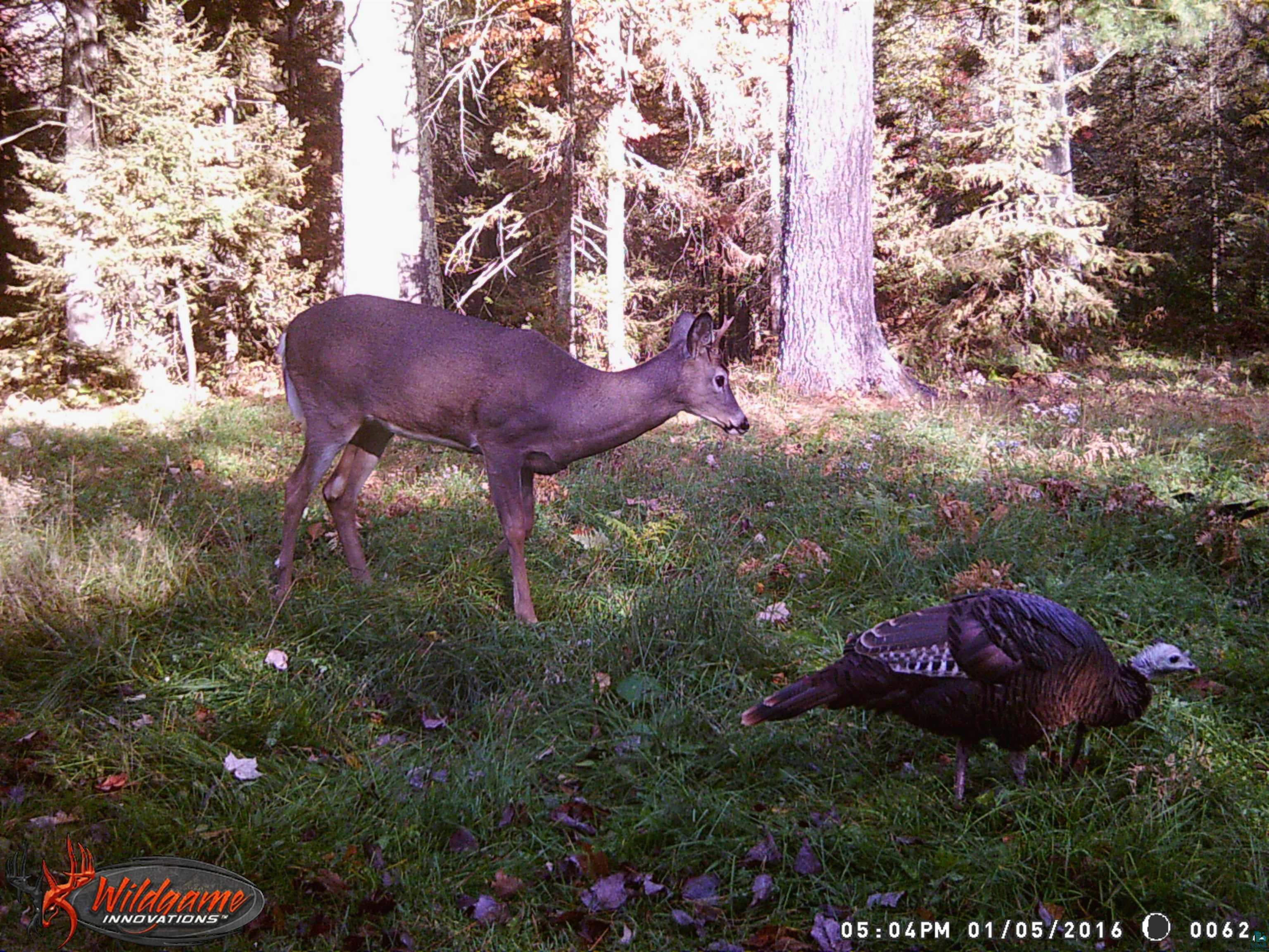 1170 County Hwy B Brule WI 54820 - Fish Creek 6119350 image47