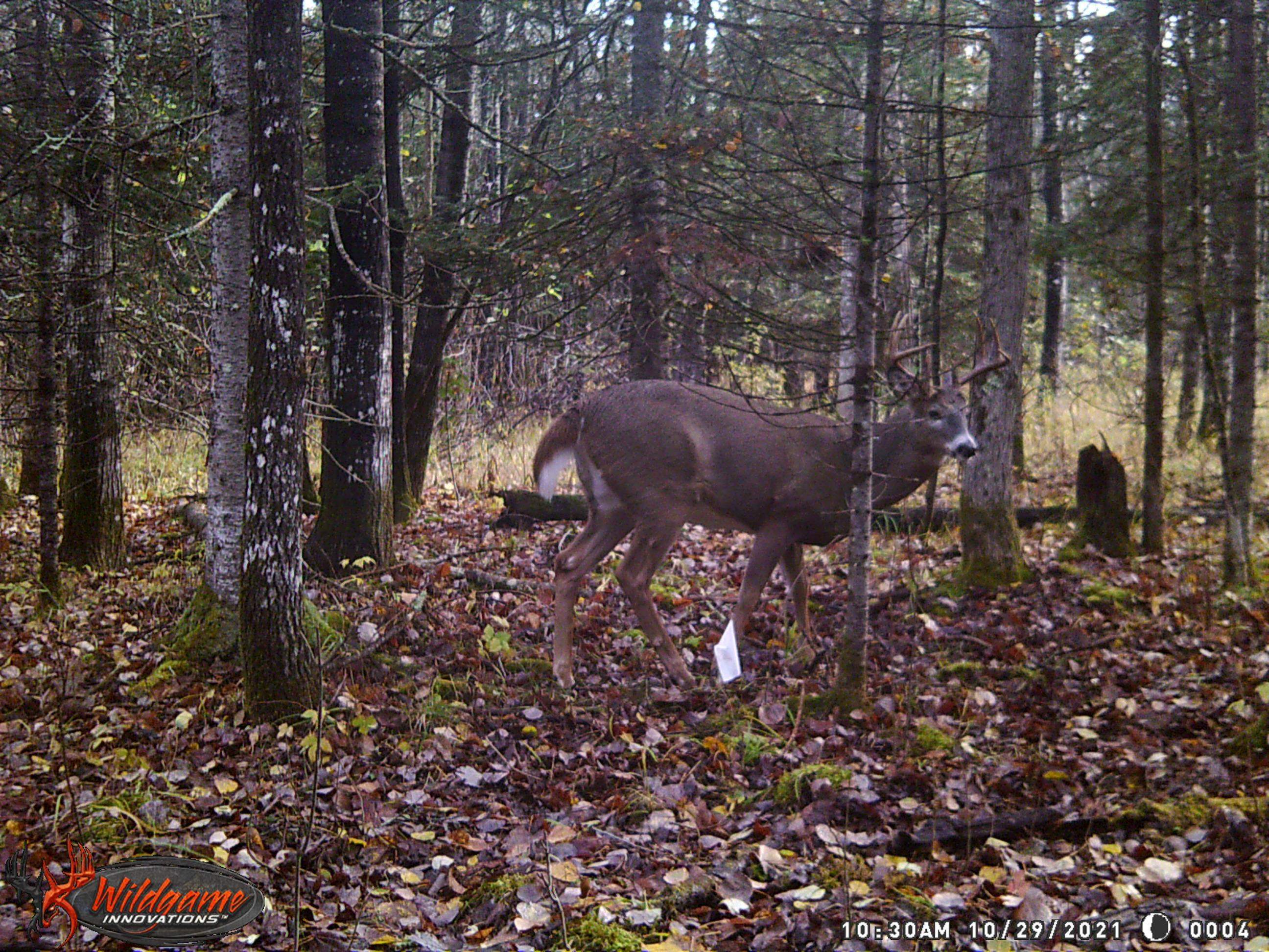 1170 County Hwy B Brule WI 54820 - Fish Creek 6119350 image44