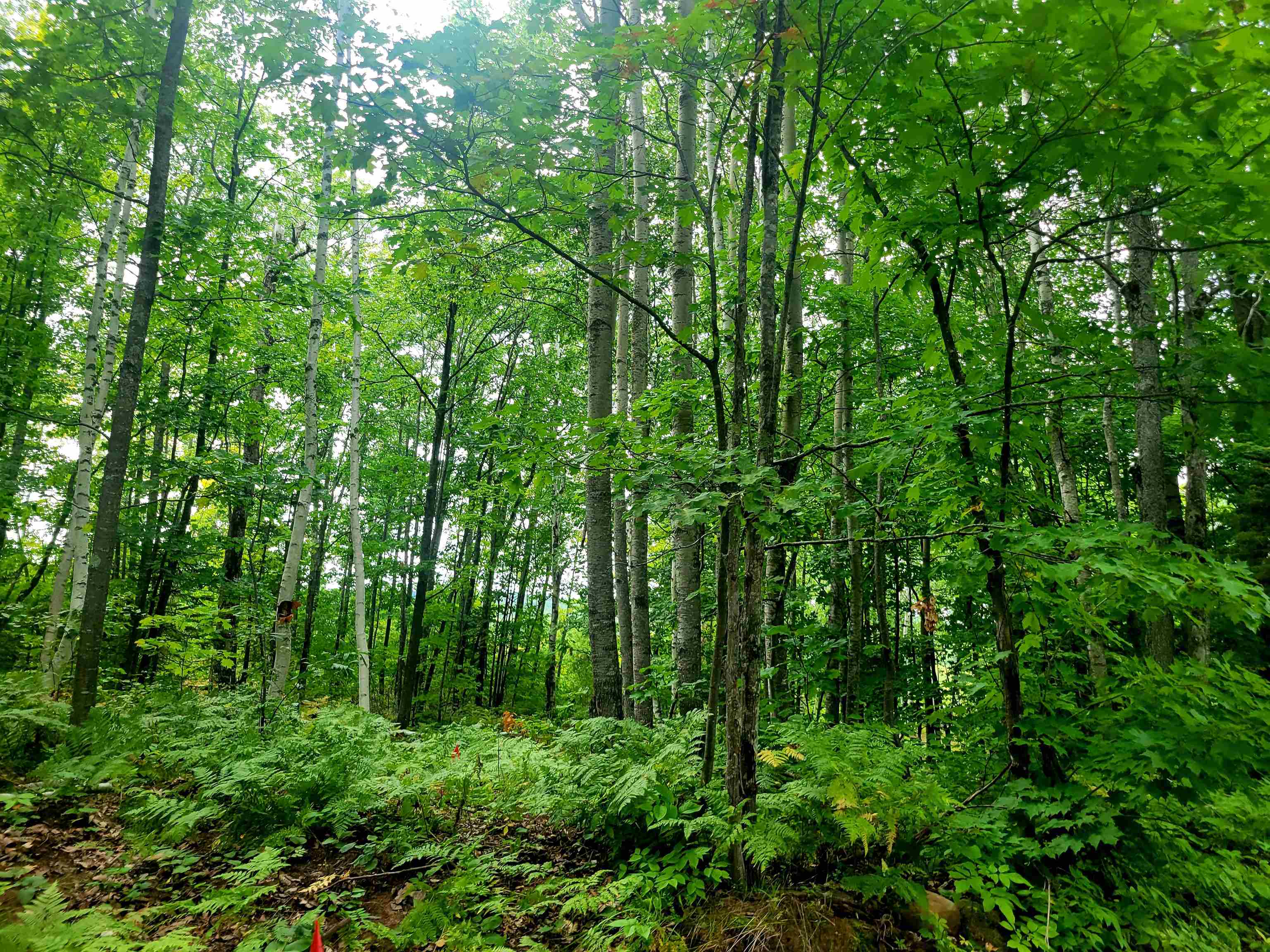 11xxx Old Military Rd Bayfield WI 54814 6122267 image12