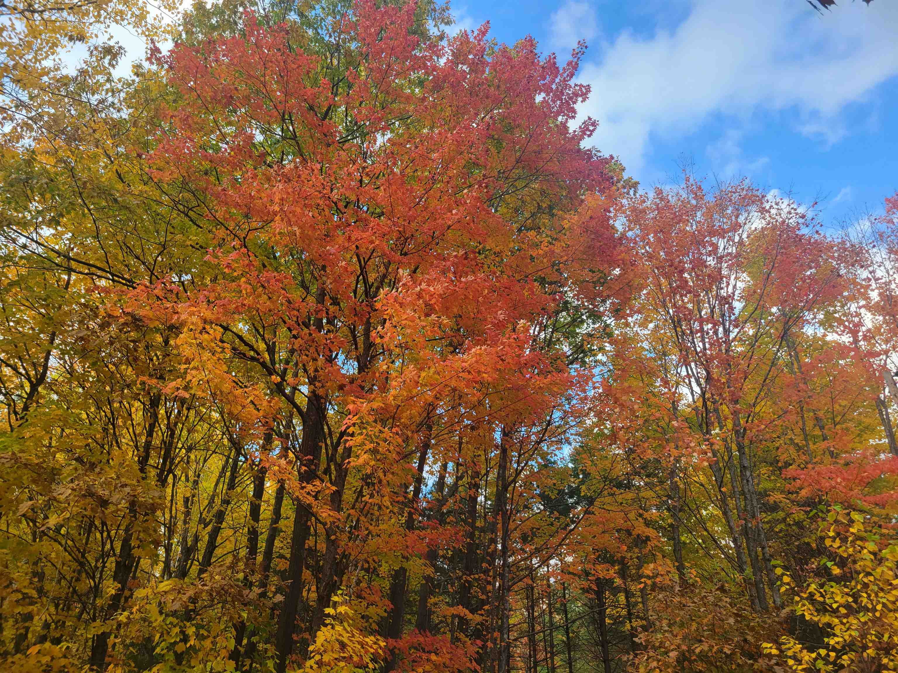 11xxx Old Military Rd Bayfield WI 54814 6122267 image4