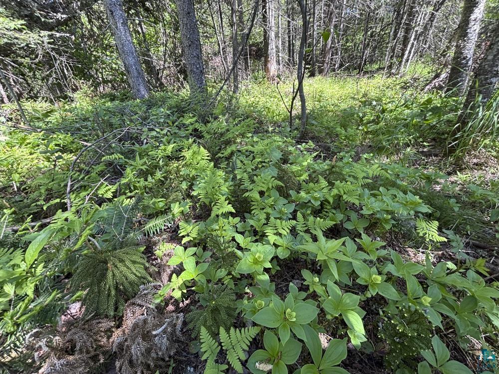 12 Wesley Ln Grand Marais MN 55604 - Devil Track 6125905 image4