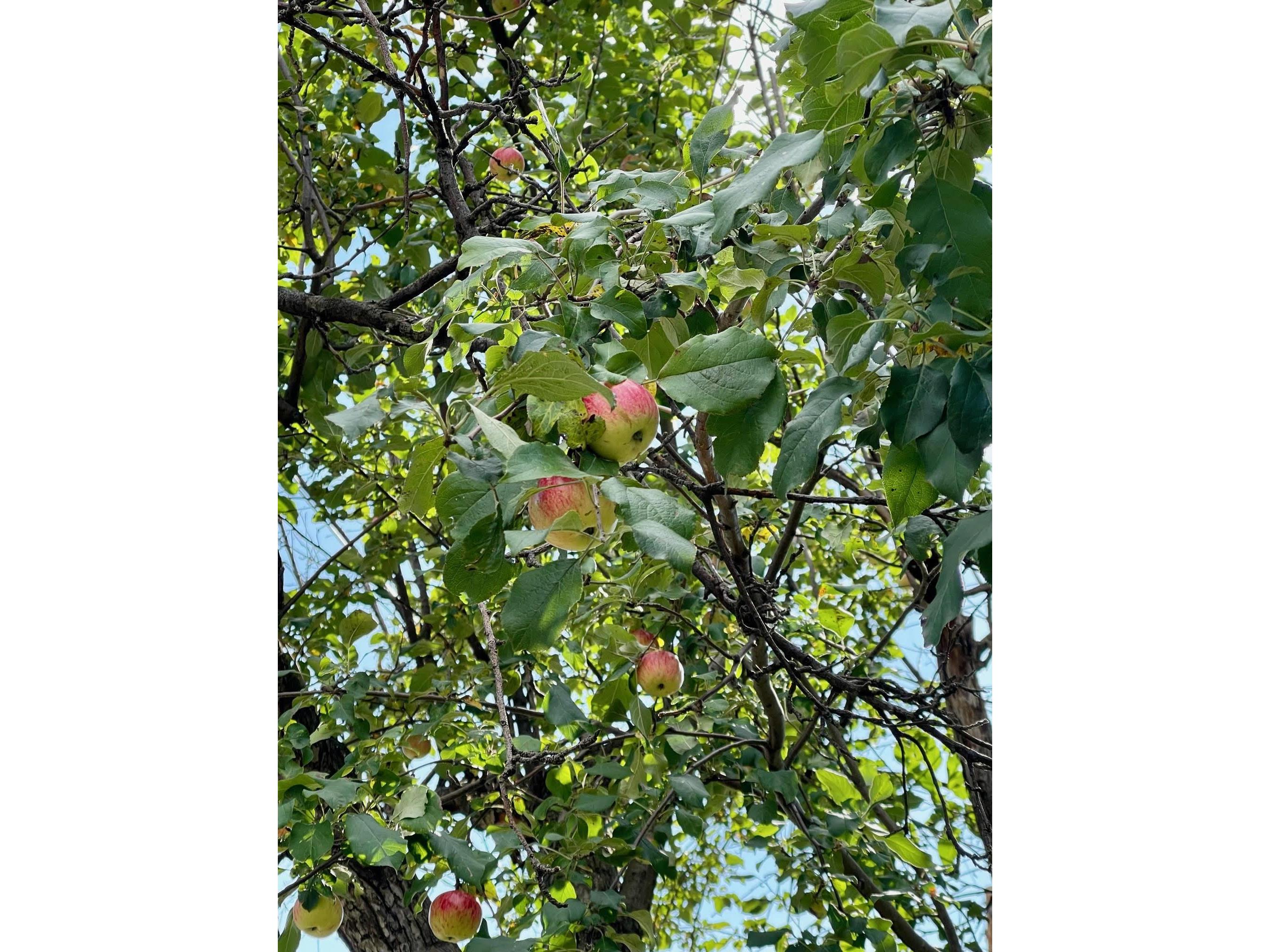 124 N 24th Ave E Duluth MN 55812 6122066 image64