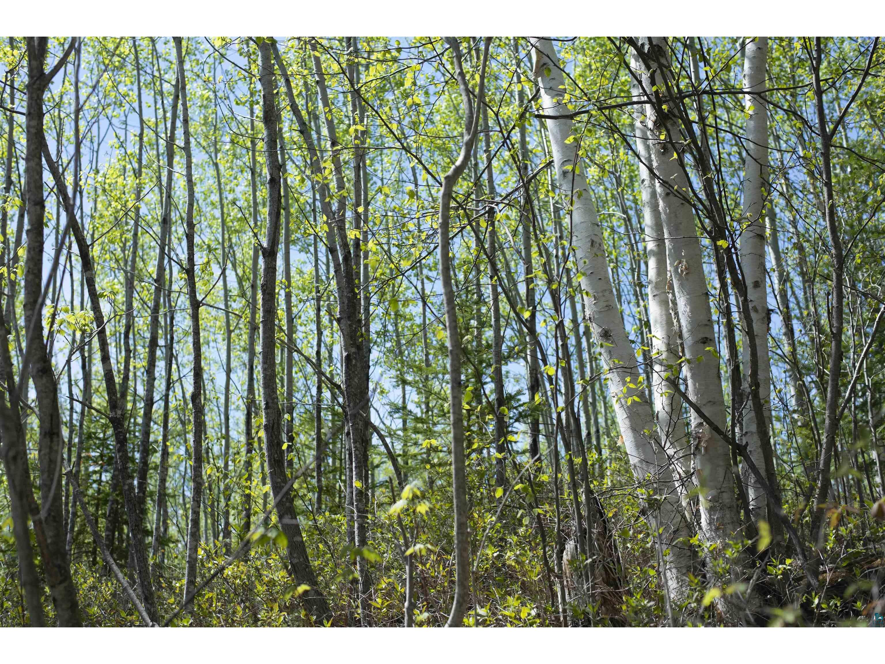 13 Coyote Ridge Grand Marais MN 55604 6125773 image19