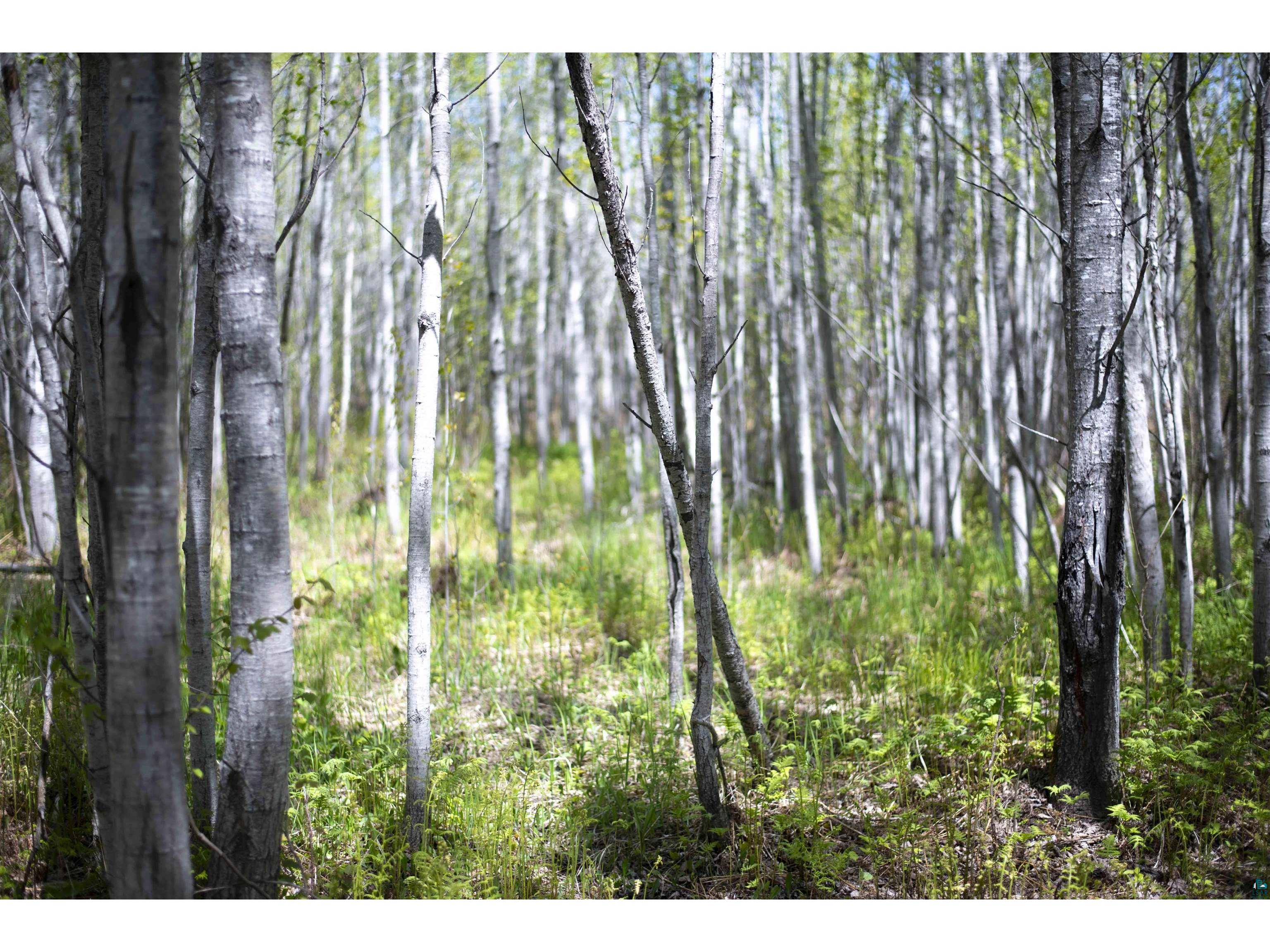 13 Coyote Ridge Grand Marais MN 55604 6125773 image27