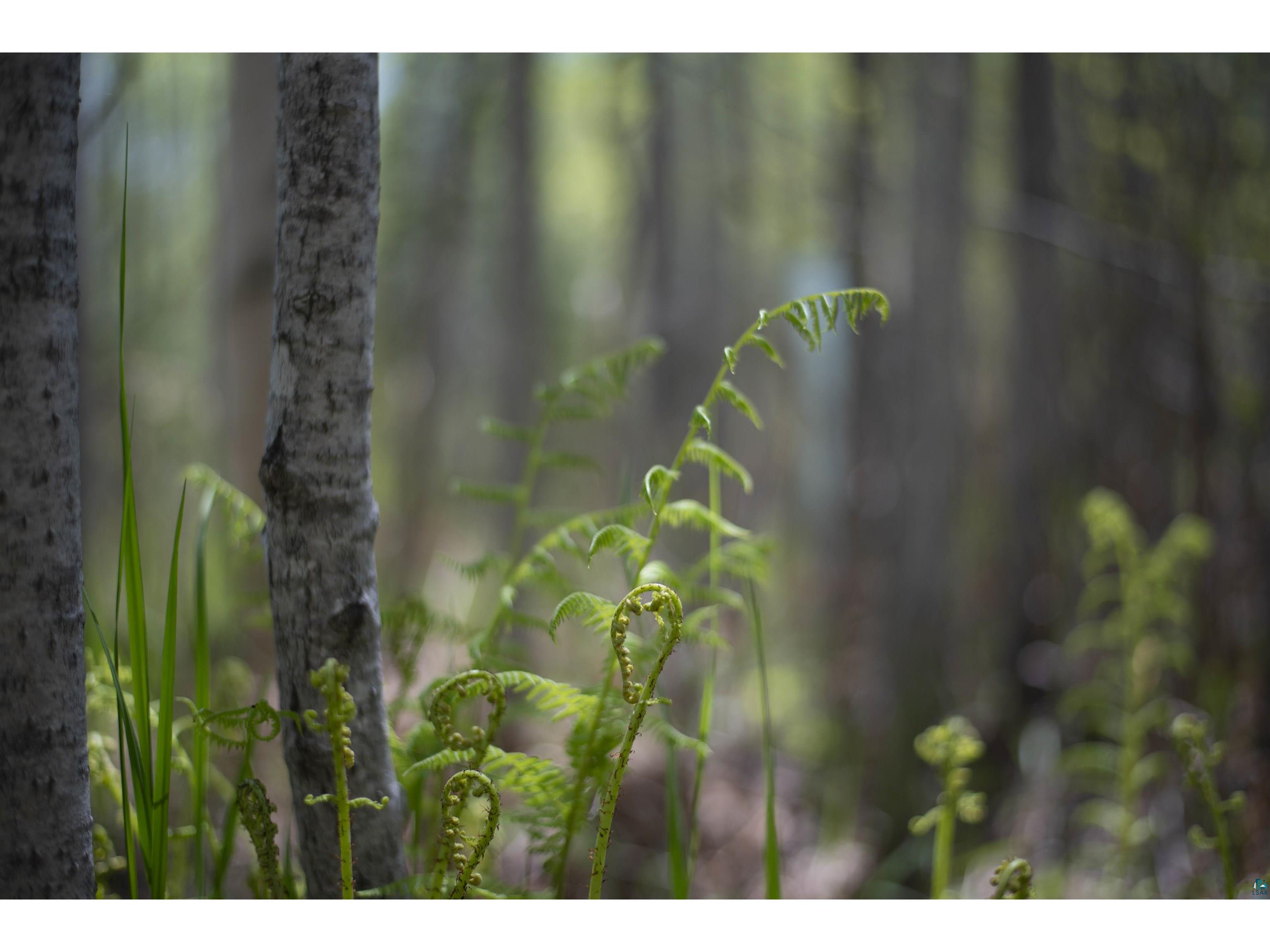 13 Coyote Ridge Grand Marais MN 55604 6125773 image6