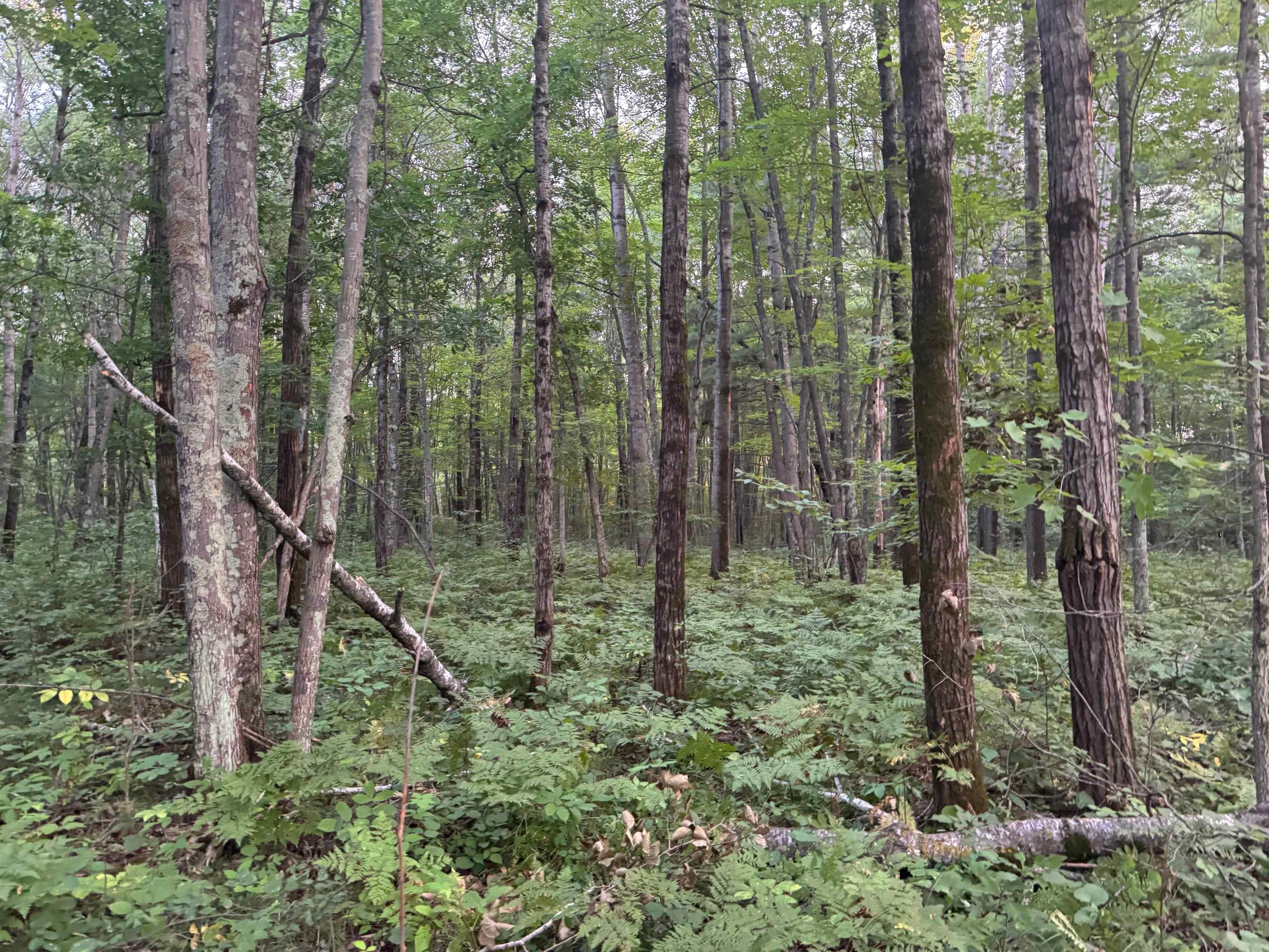 13 acres on County Rd A Spooner WI 54801 6121455 image10