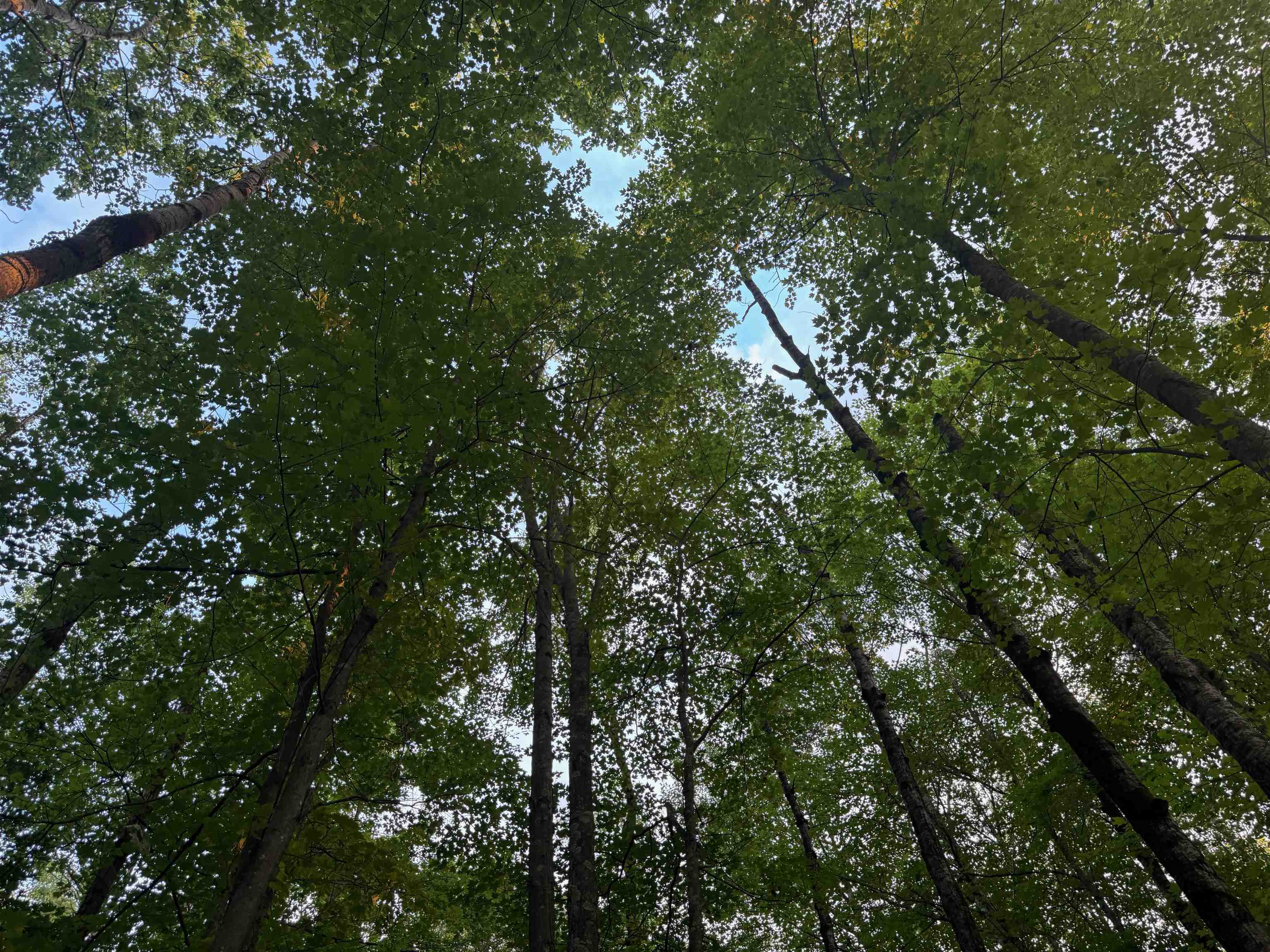 13 acres on County Rd A Spooner WI 54801 6121455 image12