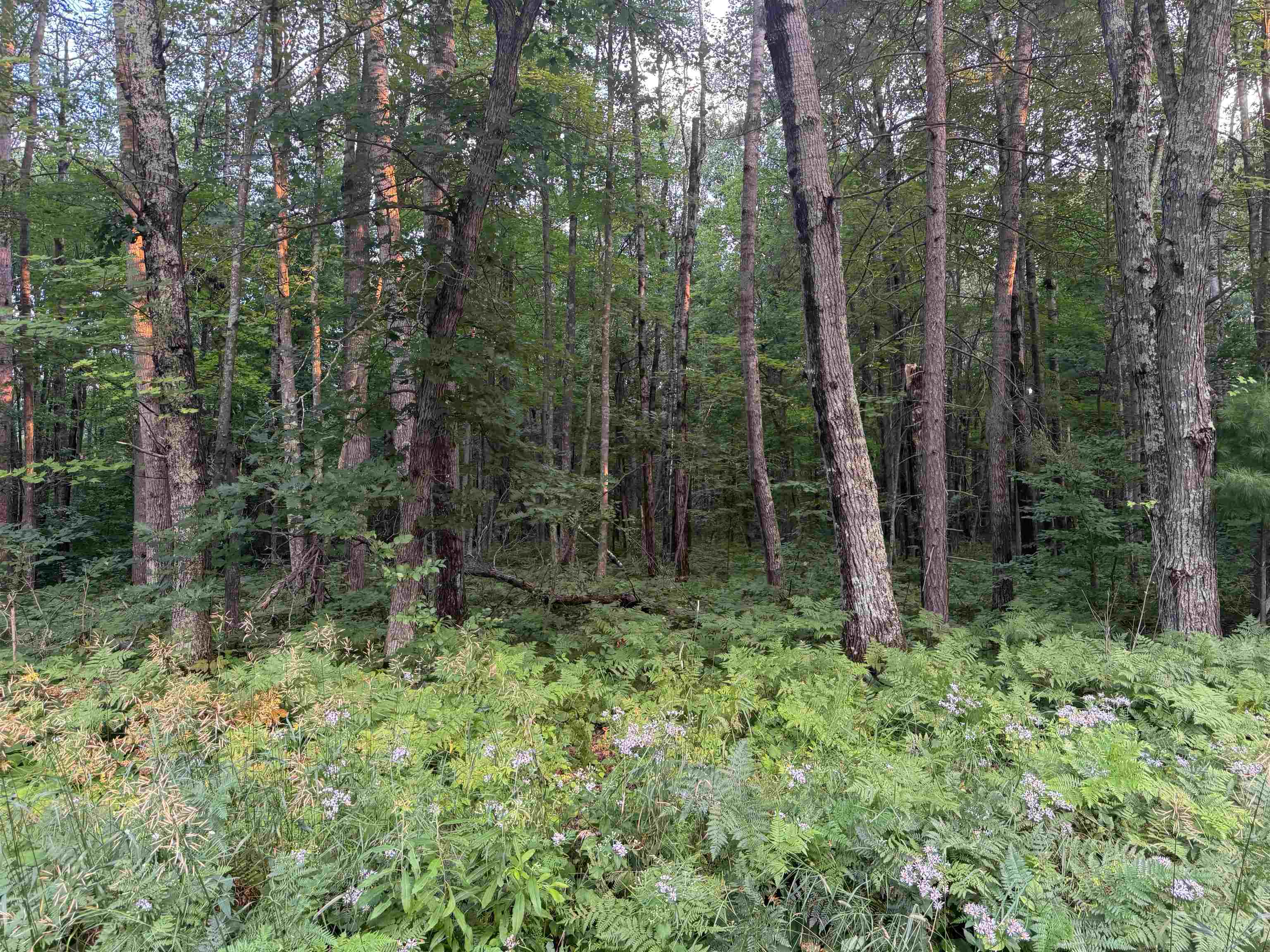 13 acres on County Rd A Spooner WI 54801 6121455 image7