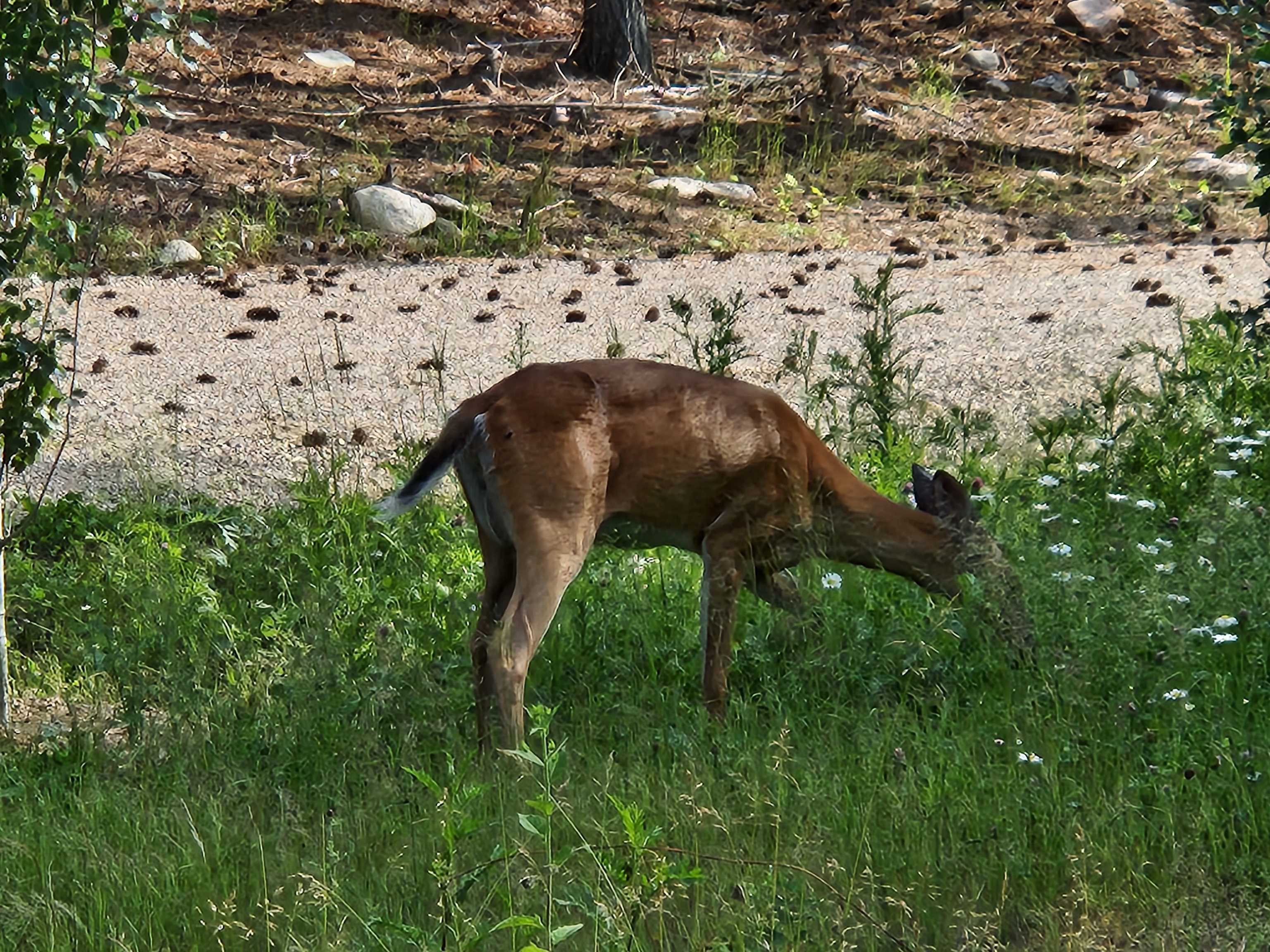 1346 Bear Head State Park Rd Ely MN 55731 6122929 image26