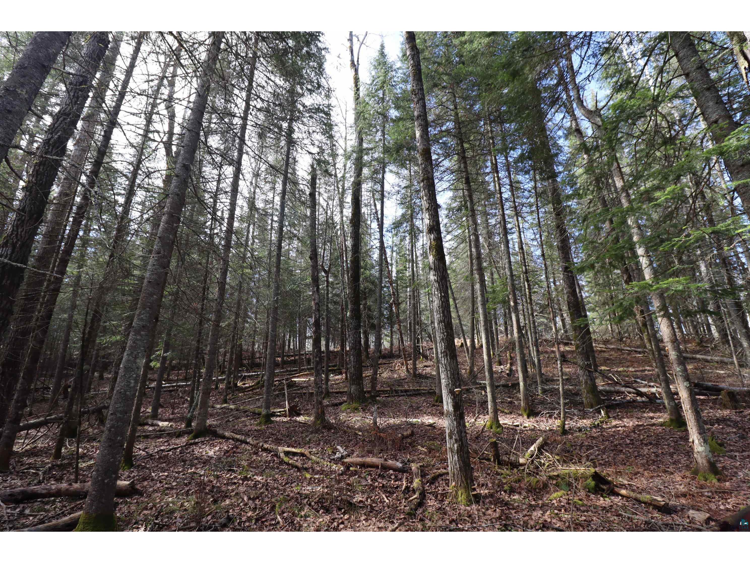 14615 Cranberry River Rd Herbster WI 54844 - East Fork Cranberry River 6124869 image13