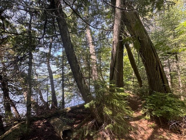 14XX Tom Lake Rd Hovland MN 55606 - Tom 6123264 image13