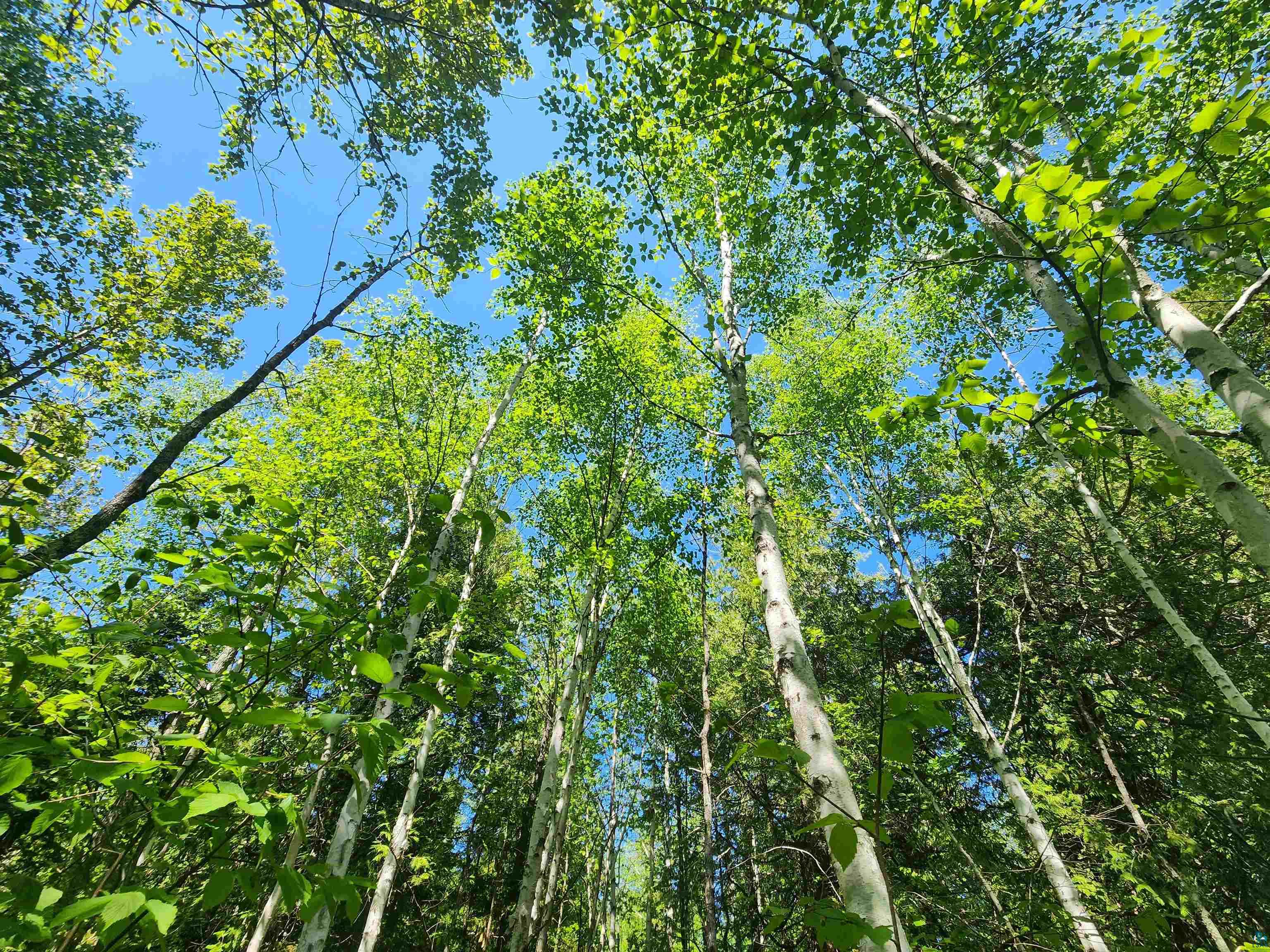 15X Ski Hill Rd Lutsen MN 55612 6125909 image5