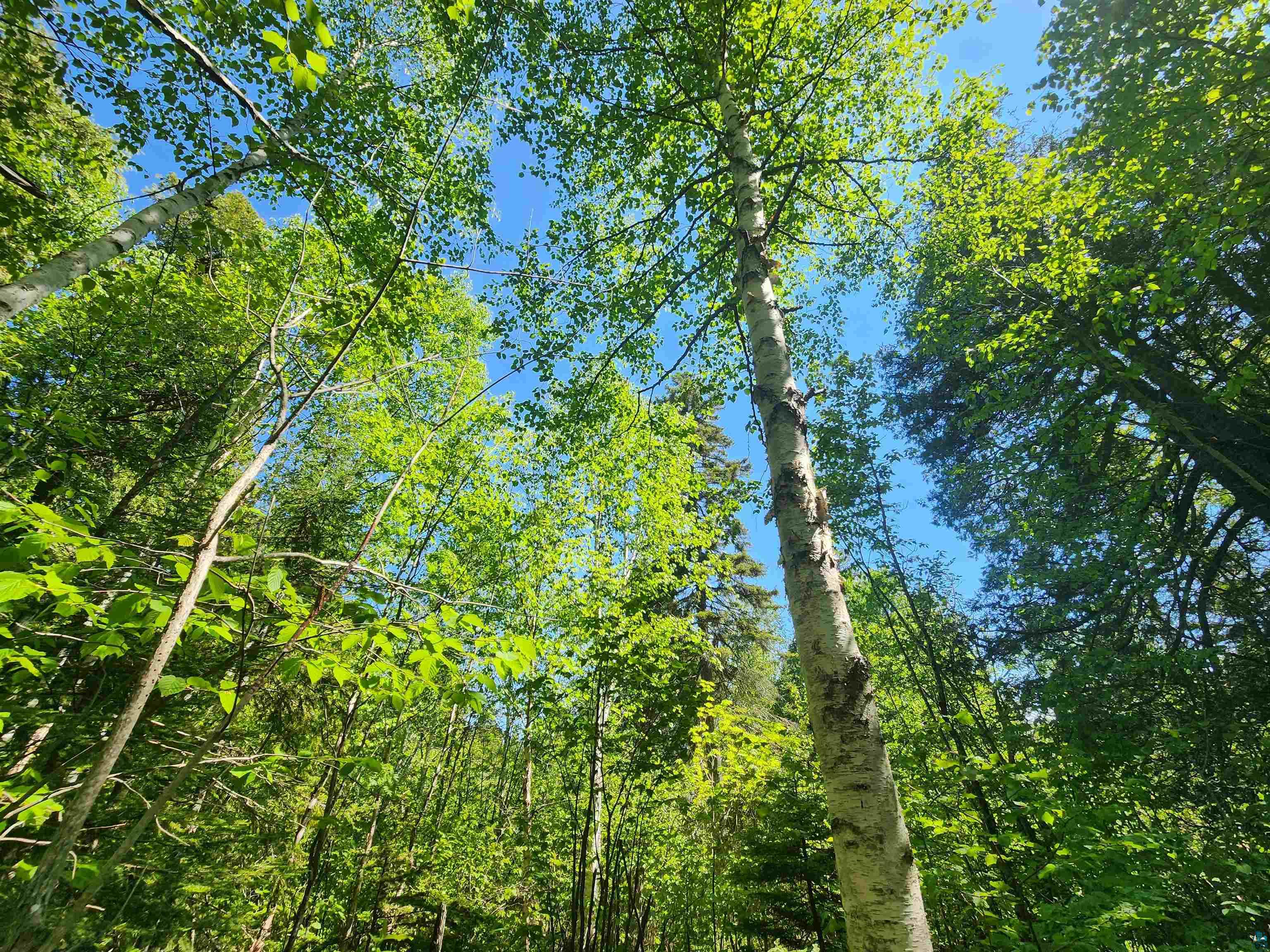 15X Ski Hill Rd Lutsen MN 55612 6125909 image7