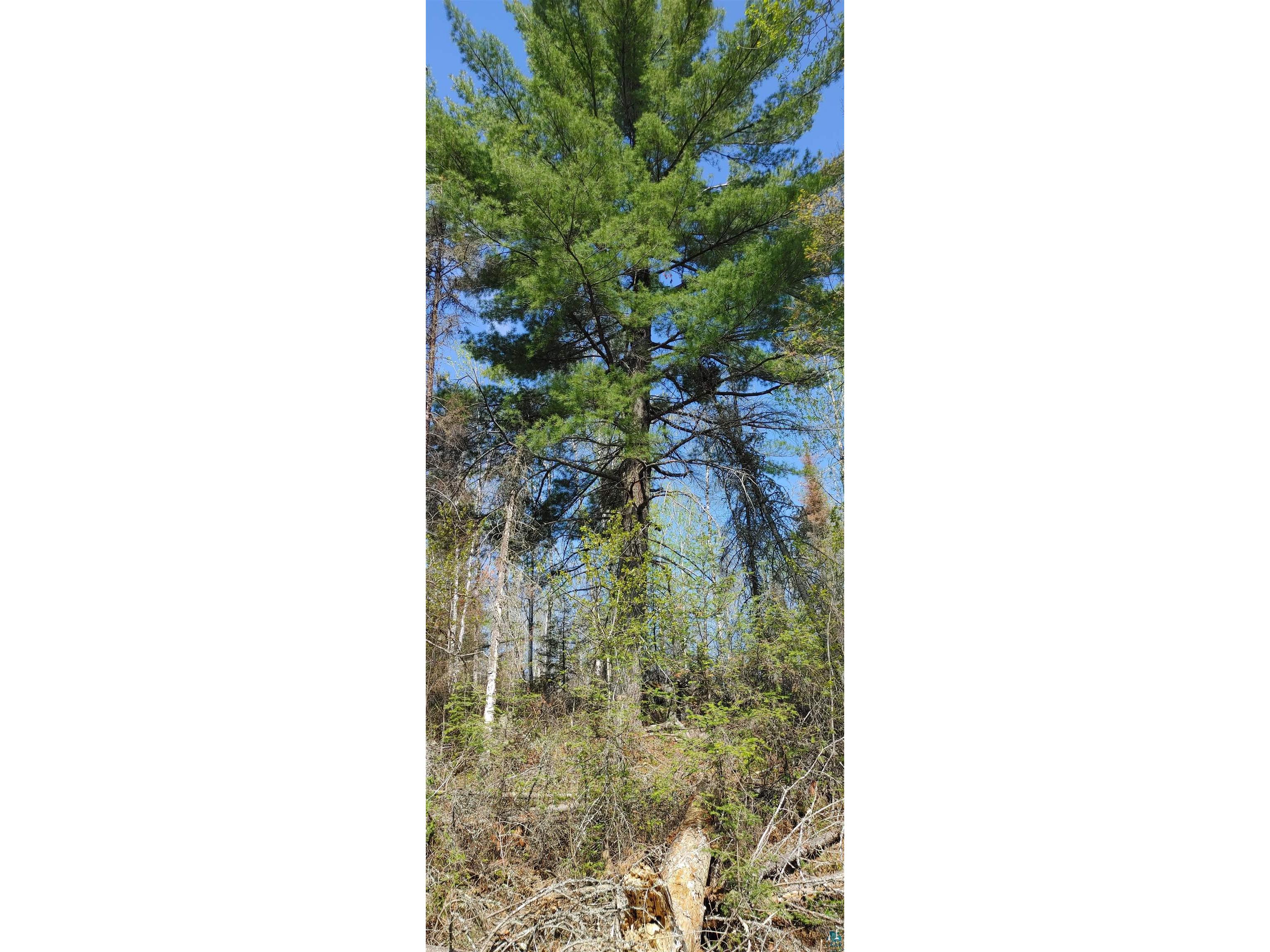 1687 Golden Ridge Tr Ely MN 55731 6124884 image10