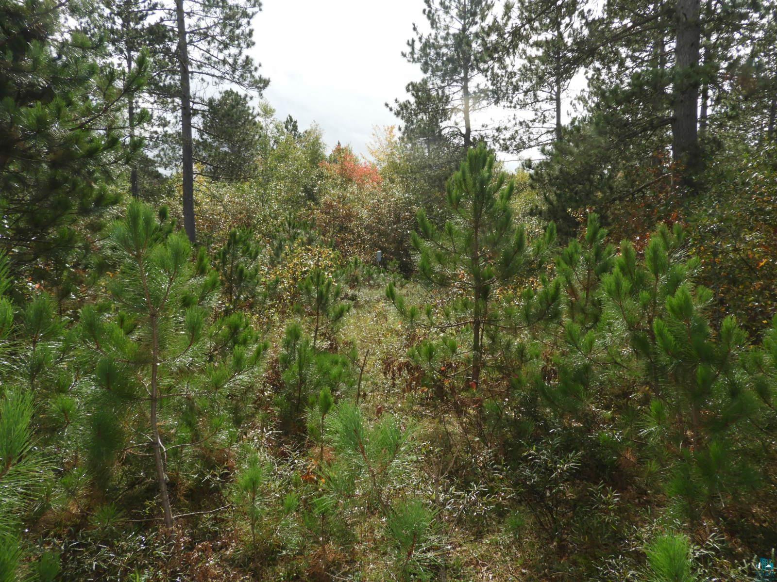 1765 E Wilderness Ct Barnes WI 54873 6110908 image9