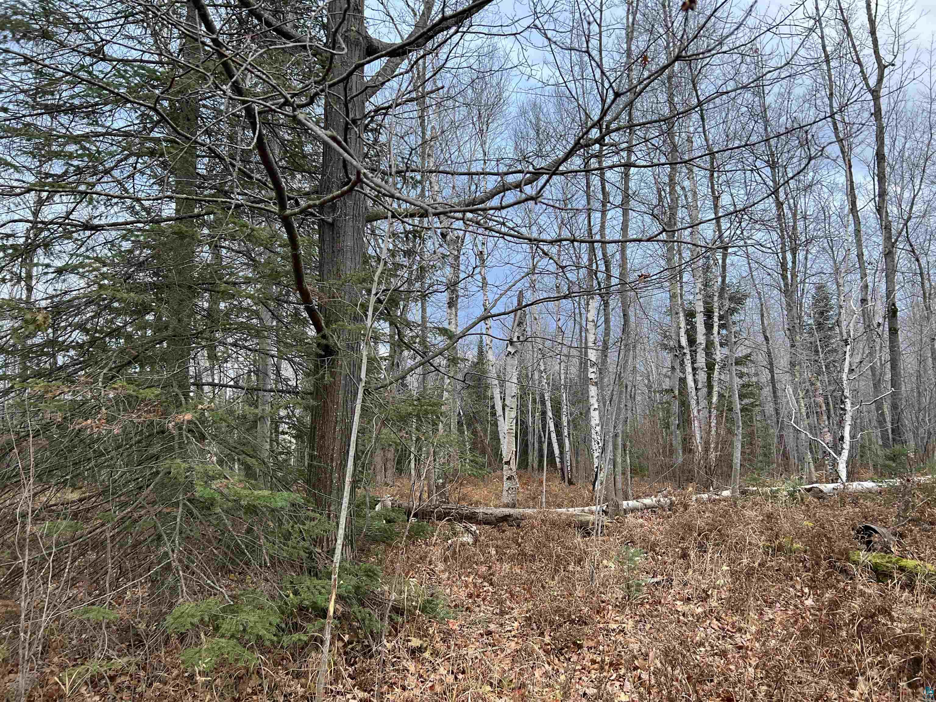 17xxx Bark Bay Rd Herbster WI 54844 6106331 image1