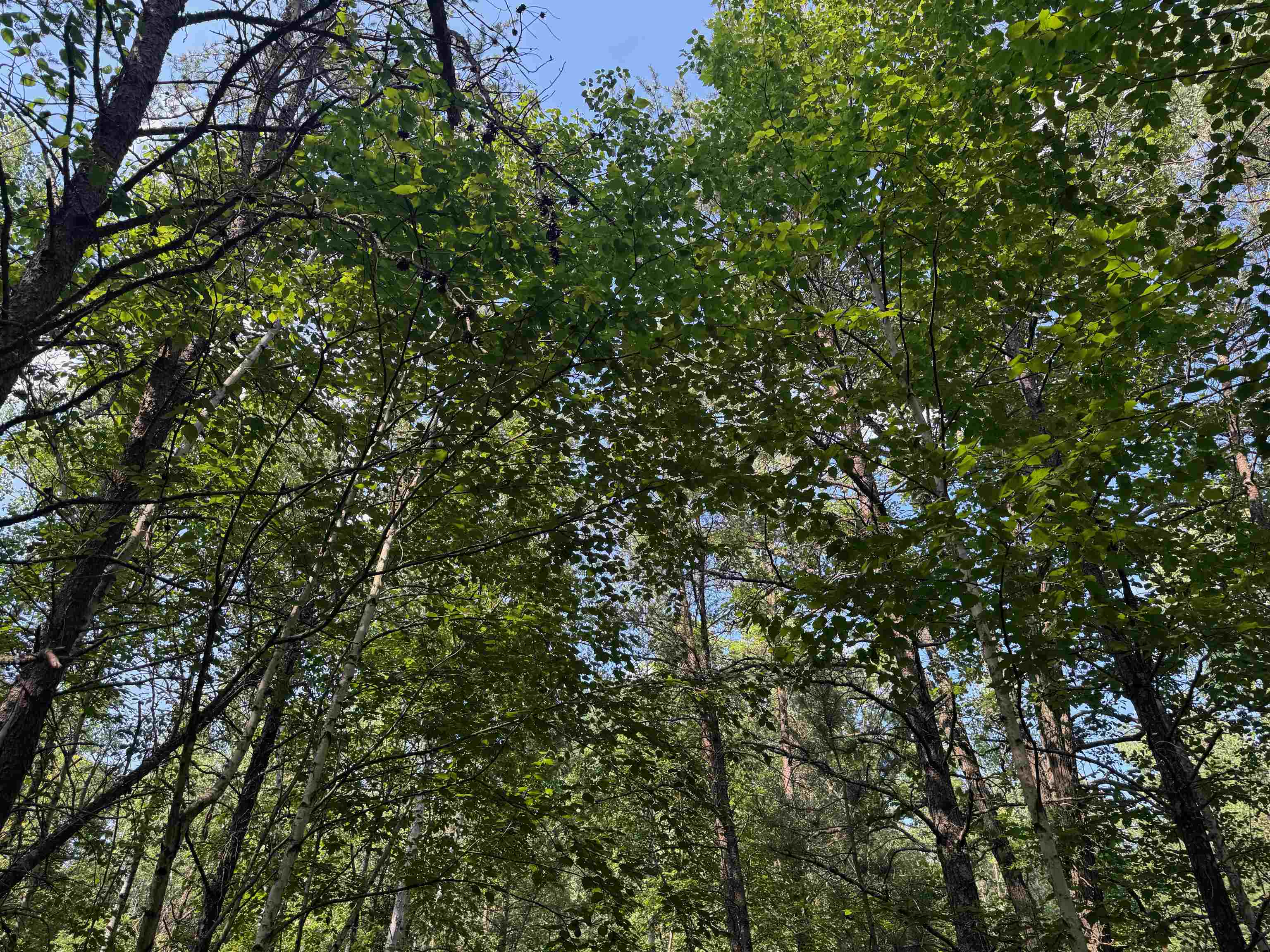 18.8 acres on State Hwy 27 Hayward WI 54843 - Spring 6121522 image15