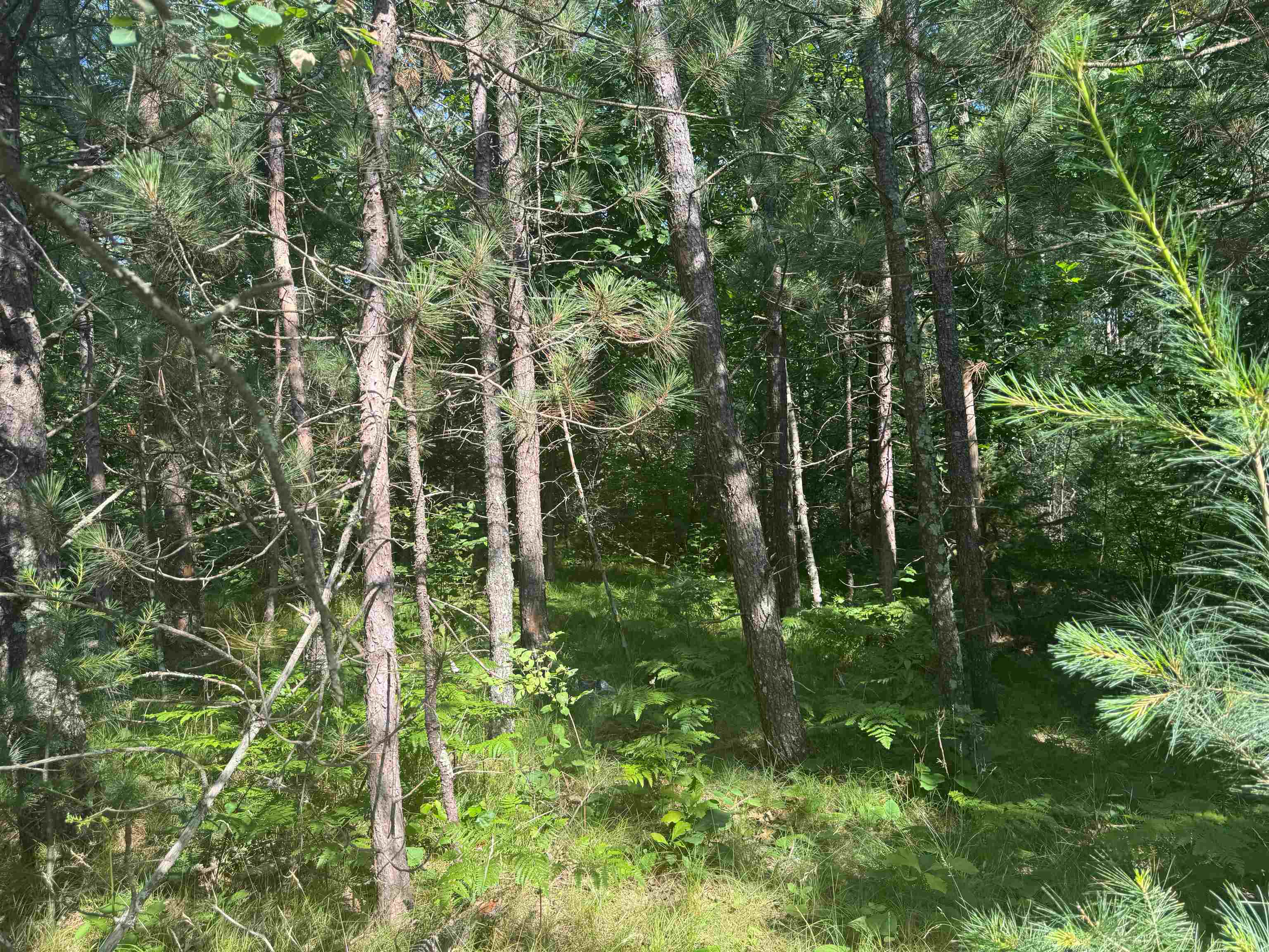 18.8 acres on State Hwy 27 Hayward WI 54843 - Spring 6121522 image20