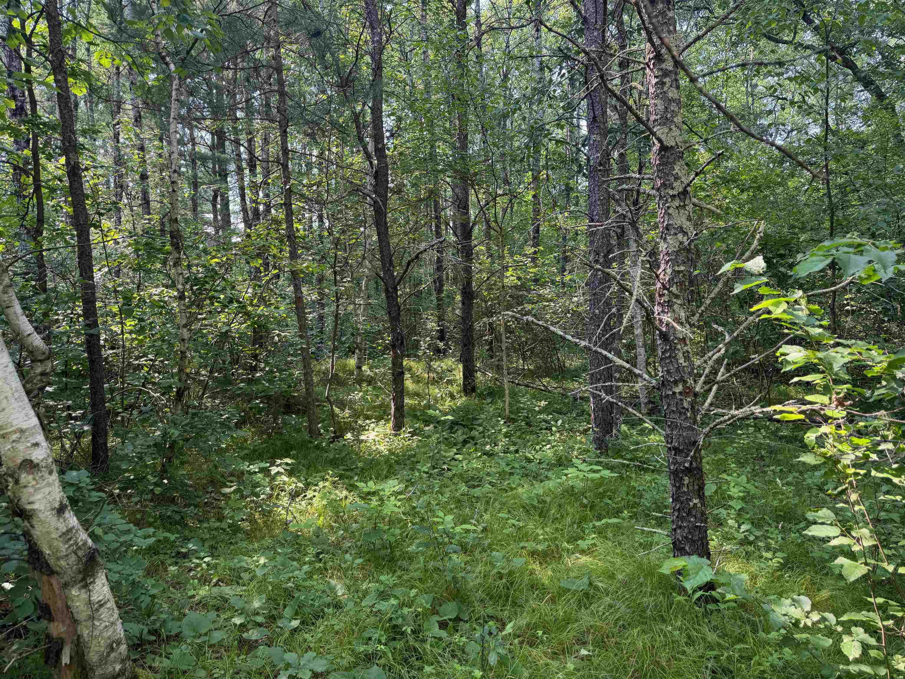 18.8 acres on State Hwy 27 Hayward WI 54843 - Spring 6121522 image23