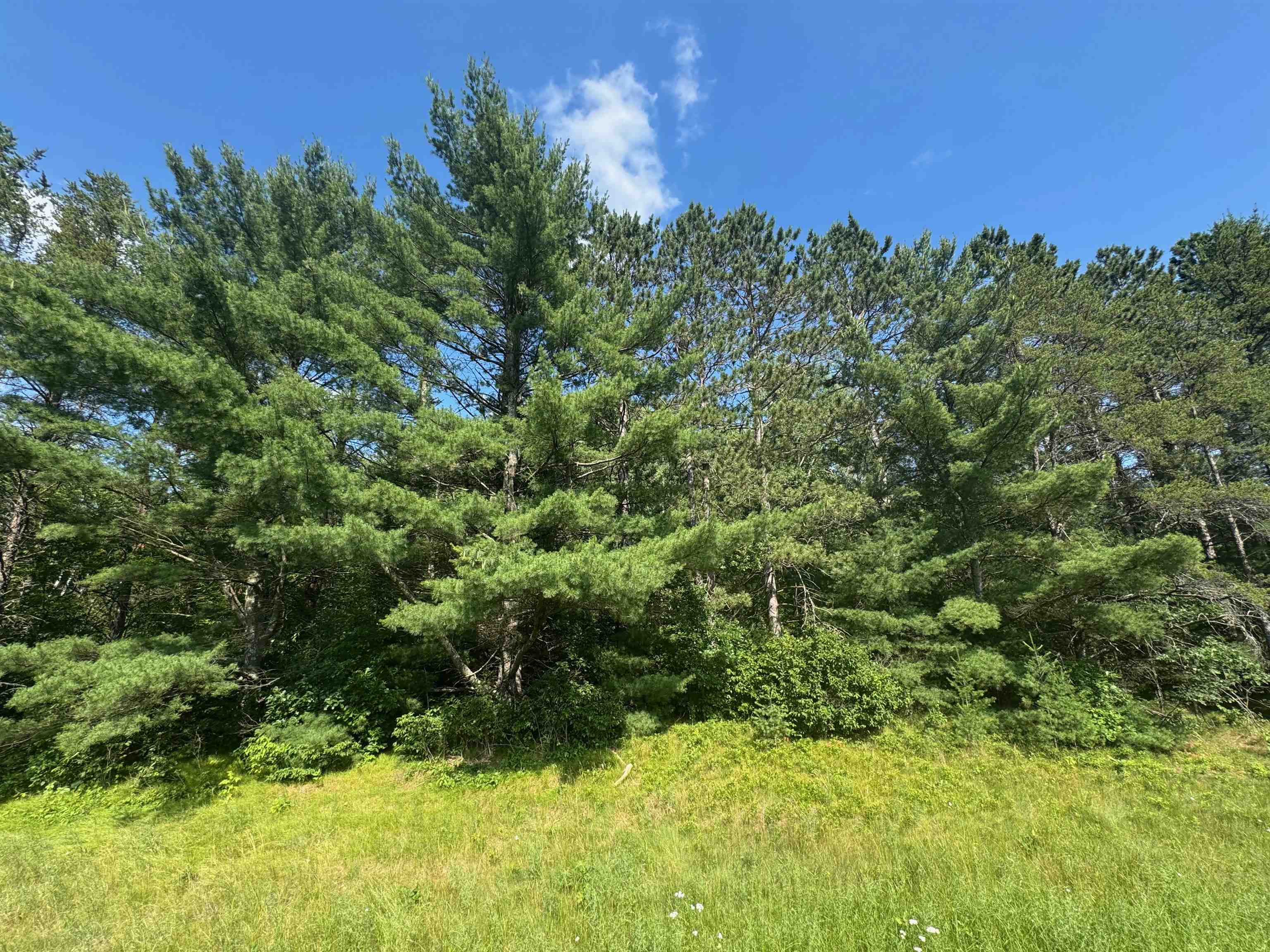 18.8 acres on State Hwy 27 Hayward WI 54843 - Spring 6121522 image26