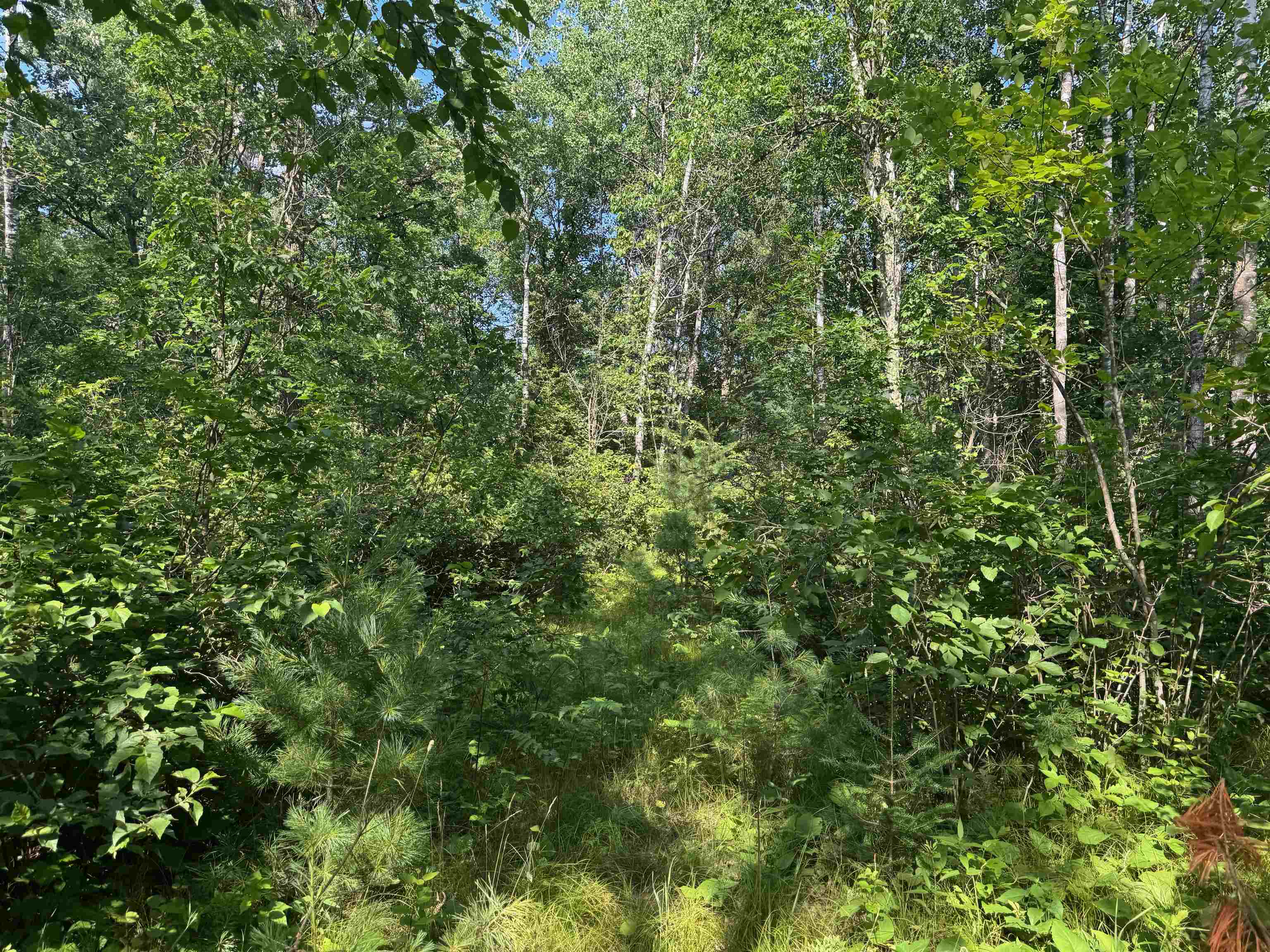 18.8 acres on State Hwy 27 Hayward WI 54843 - Spring 6121522 image35