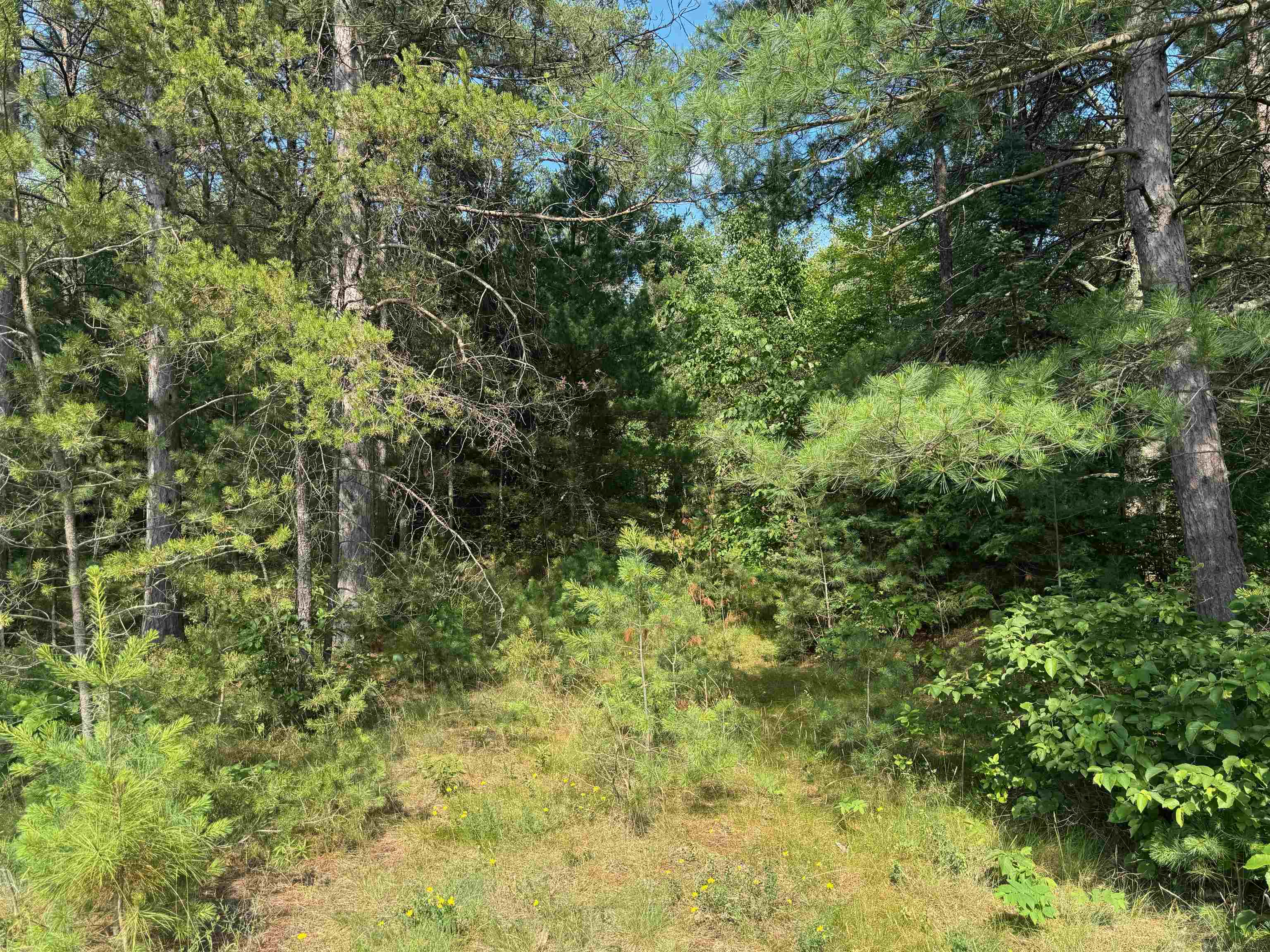 18.8 acres on State Hwy 27 Hayward WI 54843 - Spring 6121522 image37