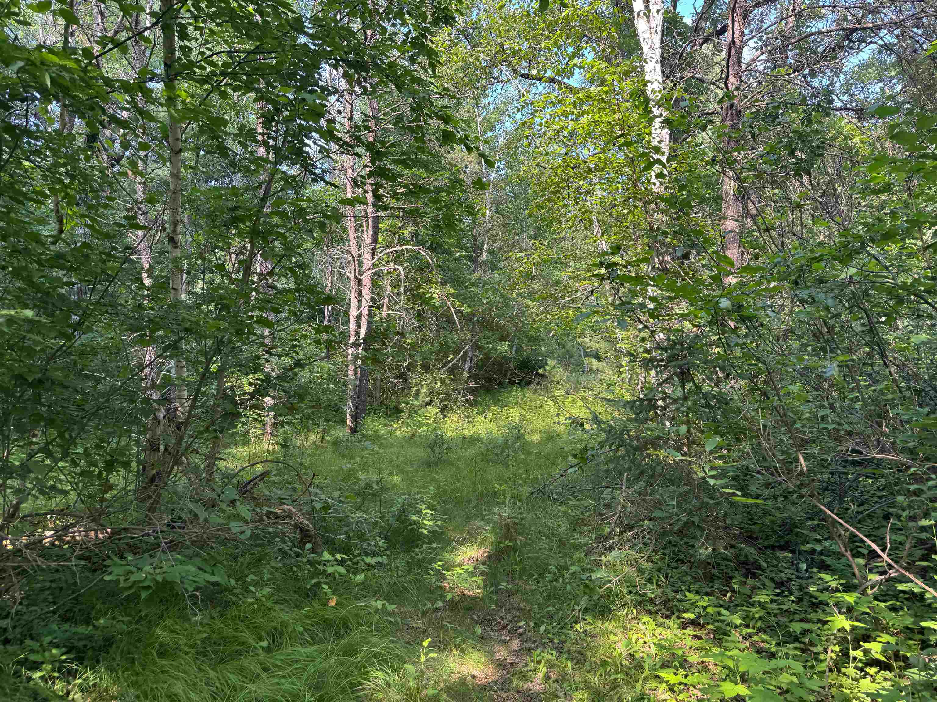 18.8 acres on State Hwy 27 Hayward WI 54843 - Spring 6121522 image38