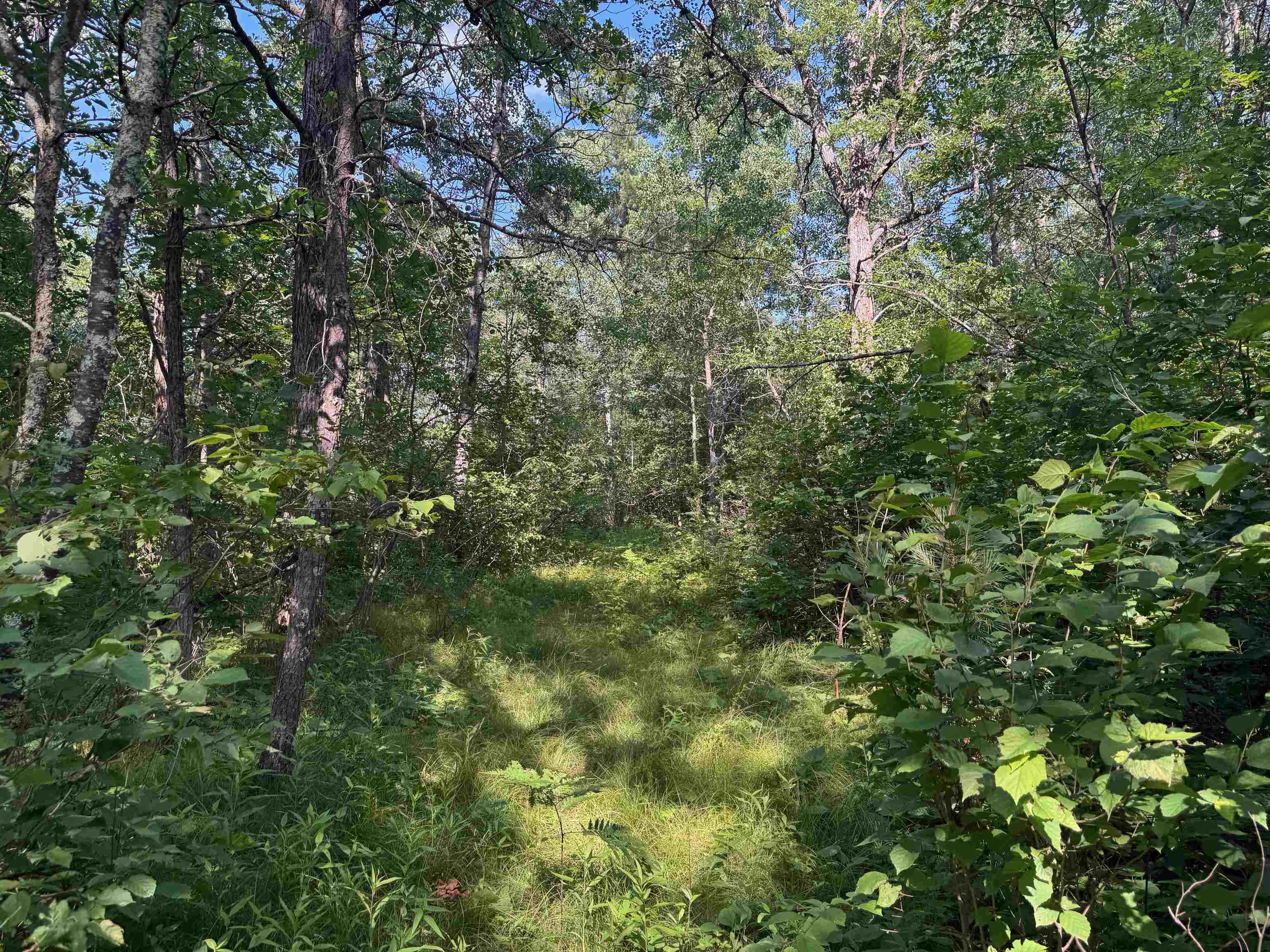 18.8 acres on State Hwy 27 Hayward WI 54843 - Spring 6121522 image39