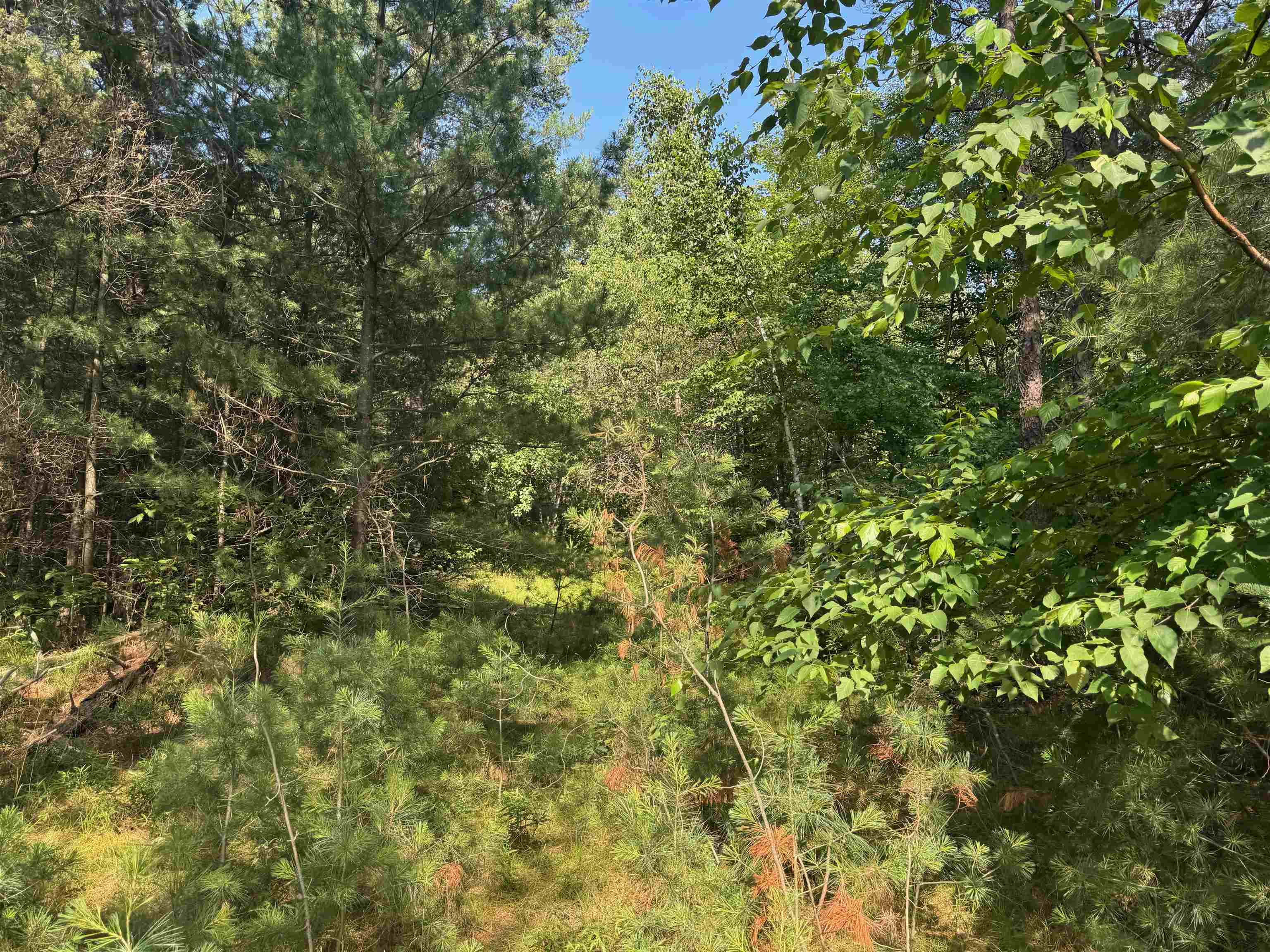 18.8 acres on State Hwy 27 Hayward WI 54843 - Spring 6121522 image43