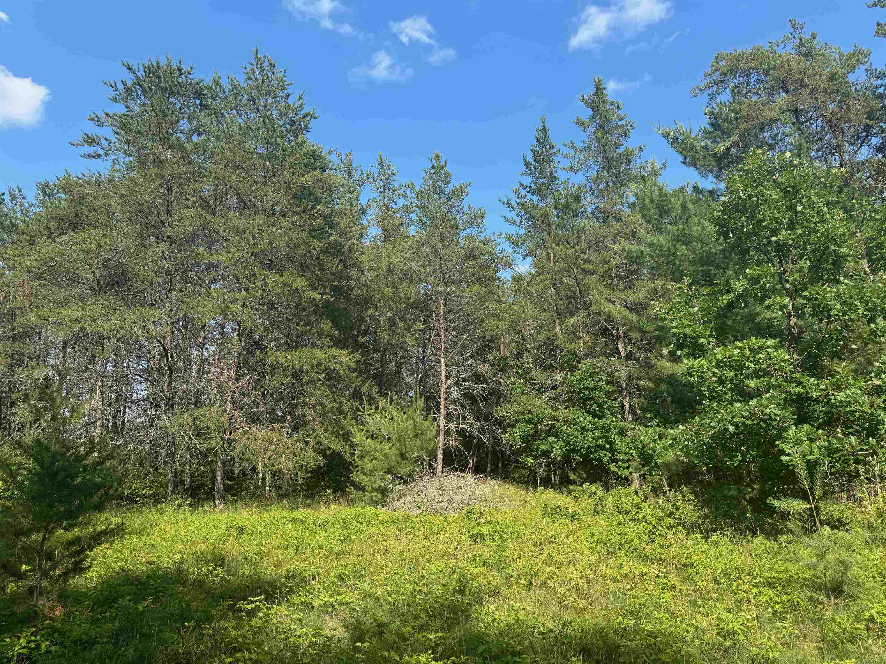 18.8 acres on State Hwy 27 Hayward WI 54843 - Spring 6121522 image51