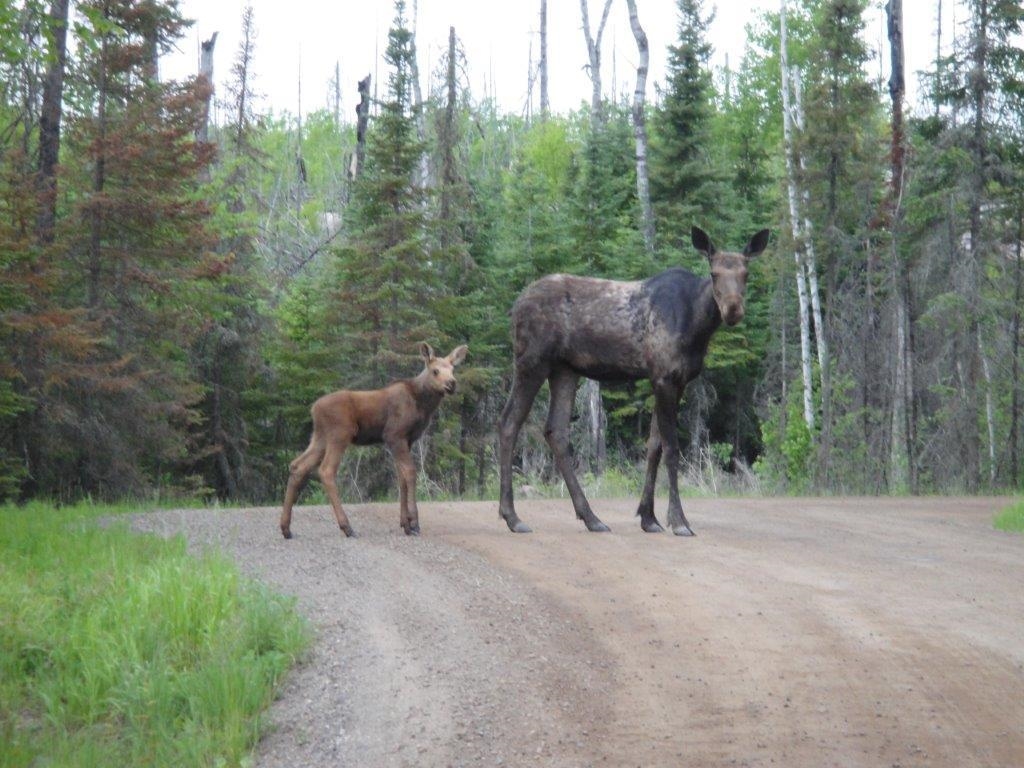 185 Sag Lake Tr Grand Marais MN 55604 - Gull 6123462 image49