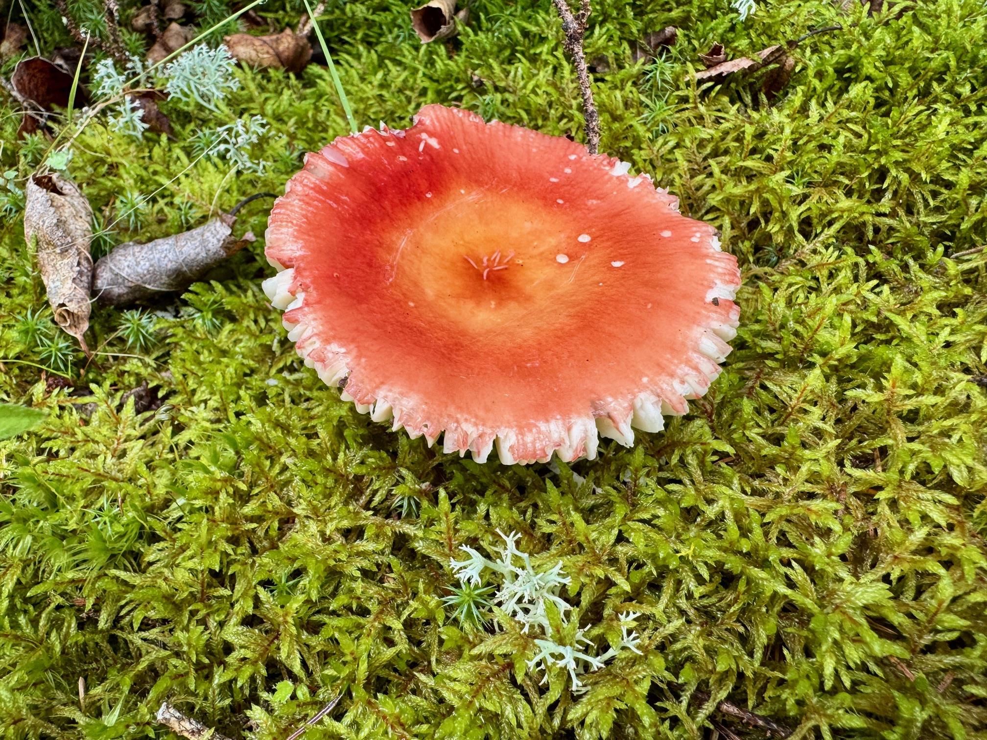 188 Stonegate Rd Hovland MN 55606 - Lake Superior 6121329 image32