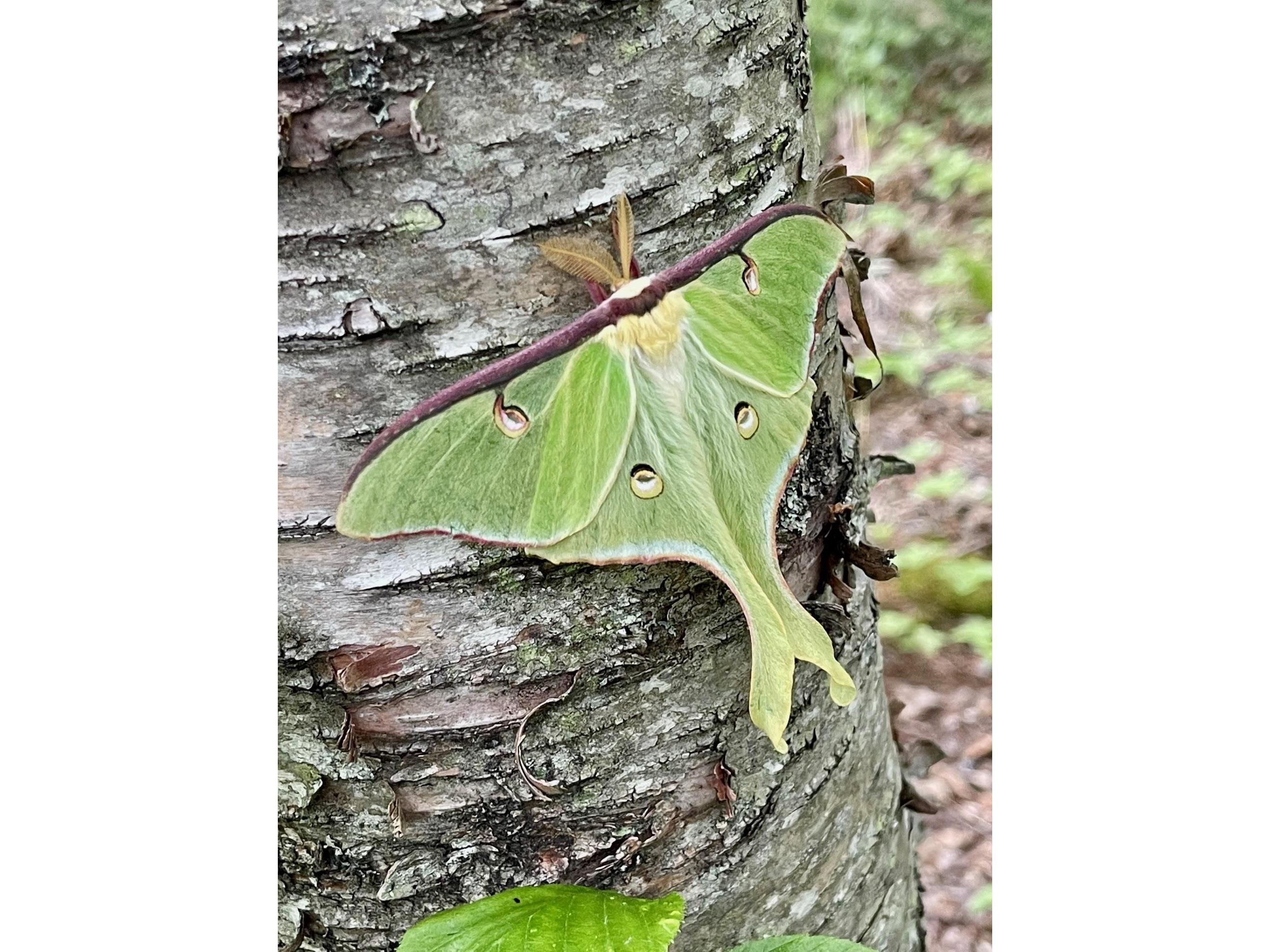 188 Stonegate Rd Hovland MN 55606 - Lake Superior 6121329 image33