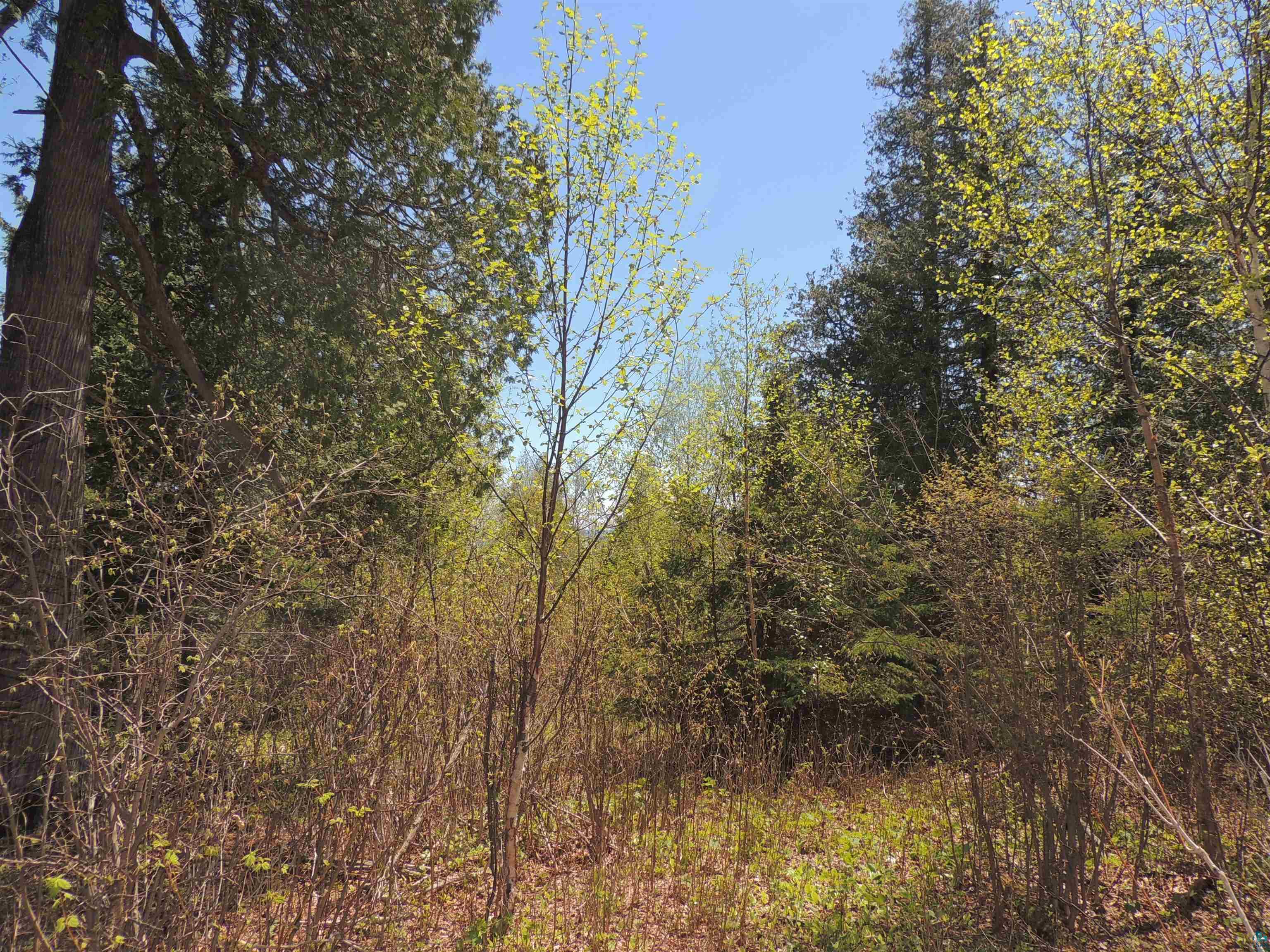 1X Mountain Ash Ln Lutsen MN 55612 6126303 image12
