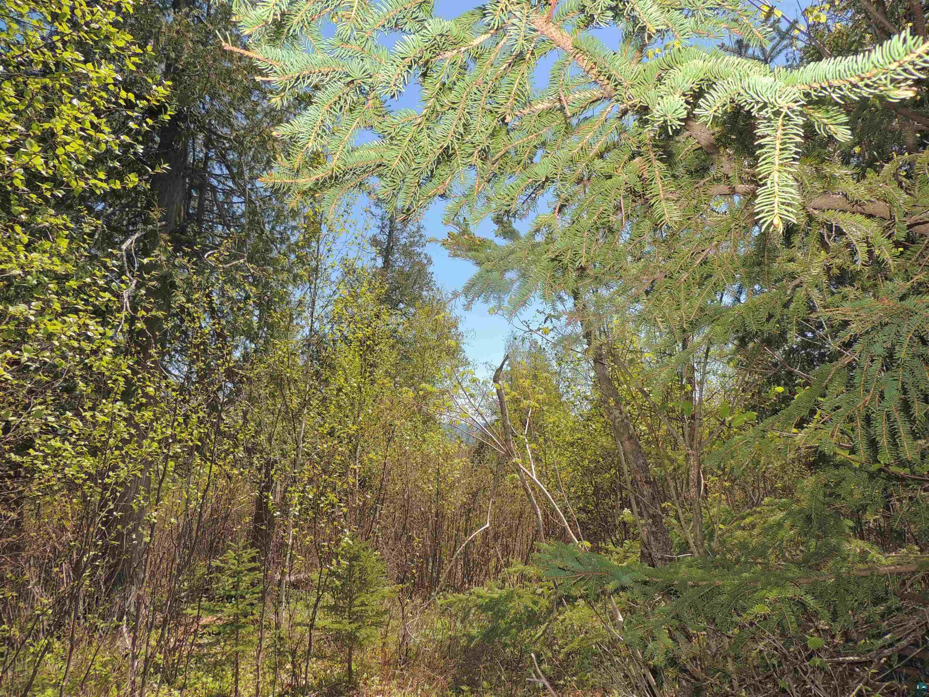 1X Mountain Ash Ln Lutsen MN 55612 6126303 image14