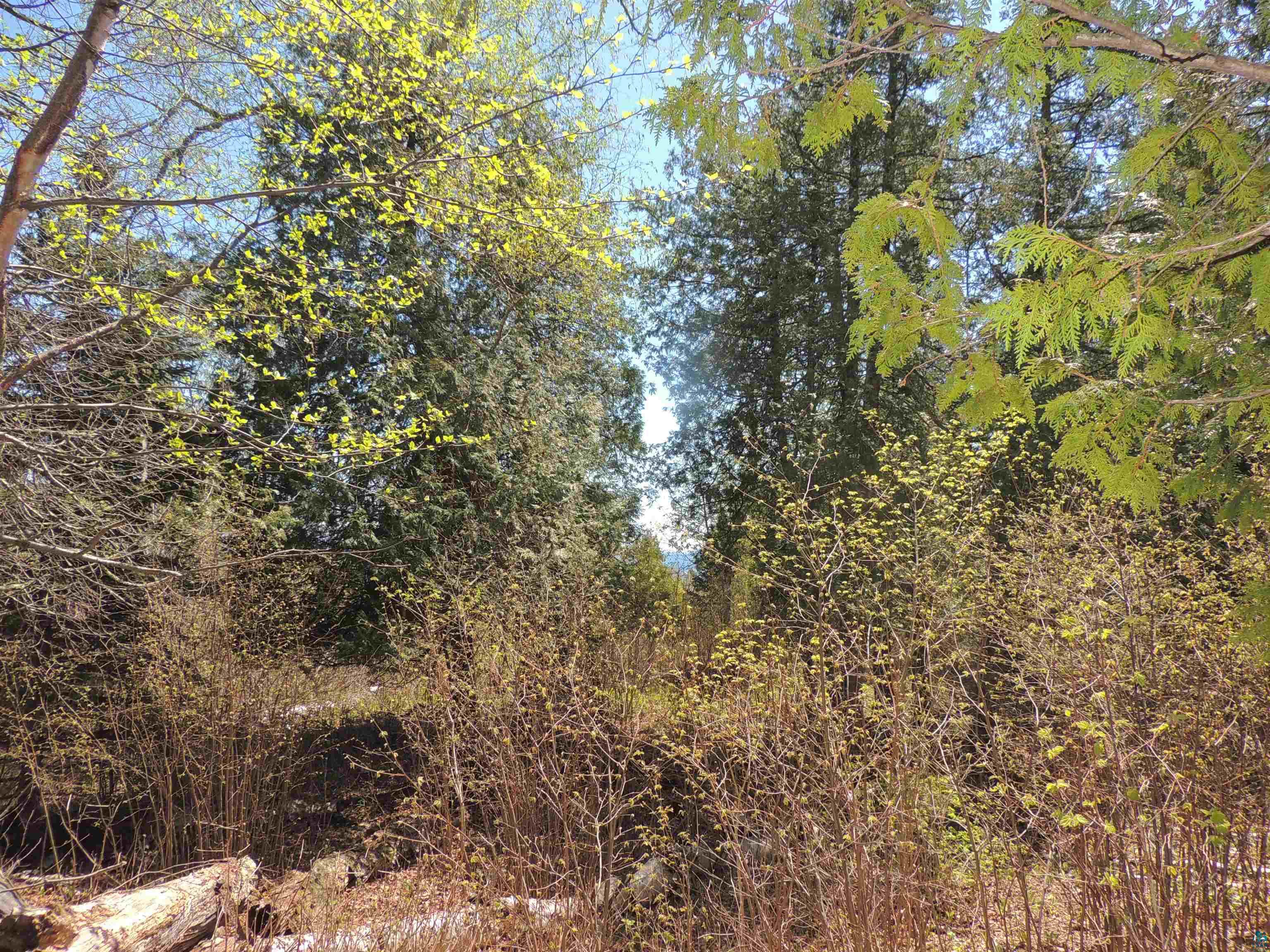 1X Mountain Ash Ln Lutsen MN 55612 6126303 image23
