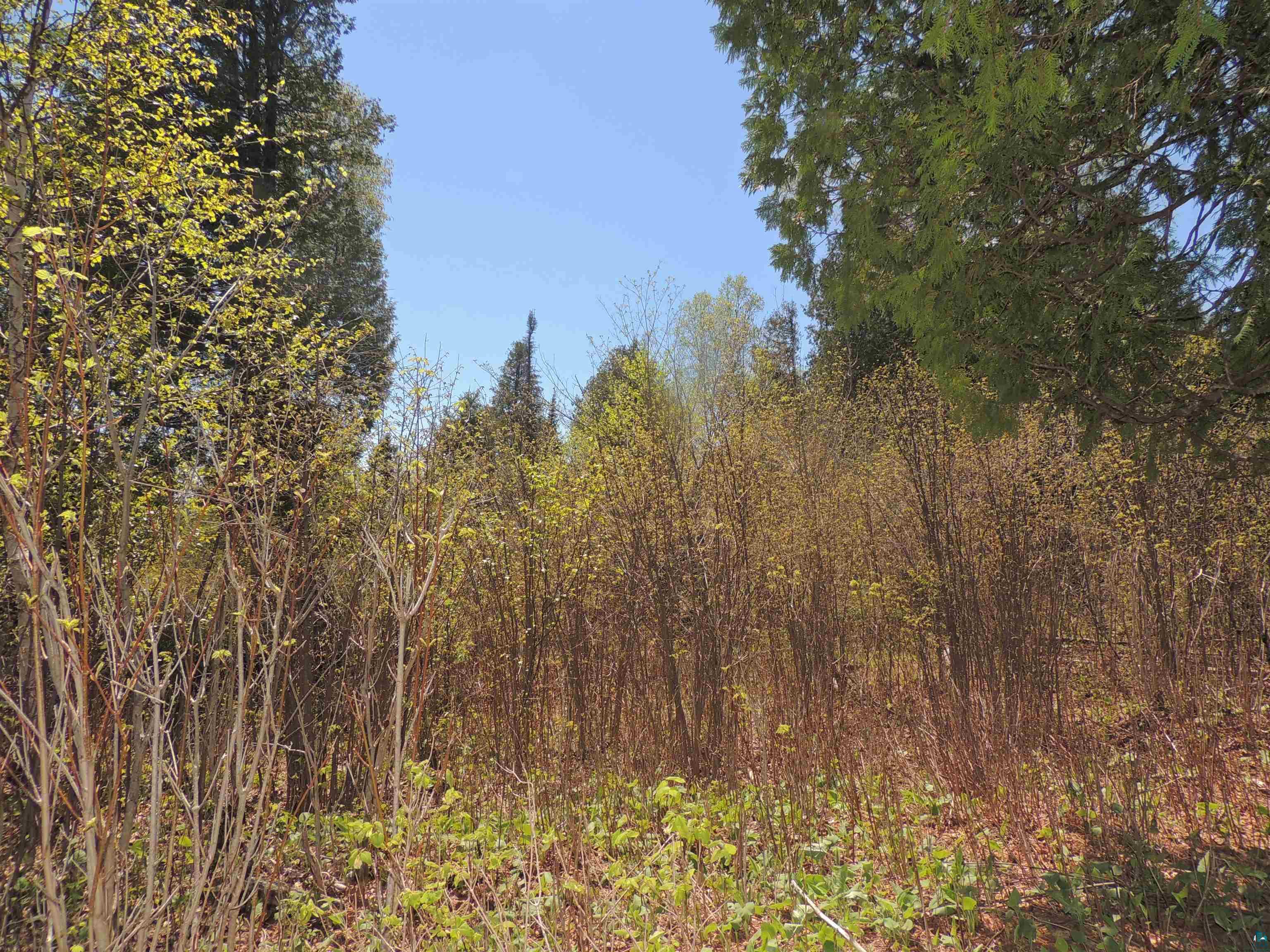 1X Mountain Ash Ln Lutsen MN 55612 6126303 image27