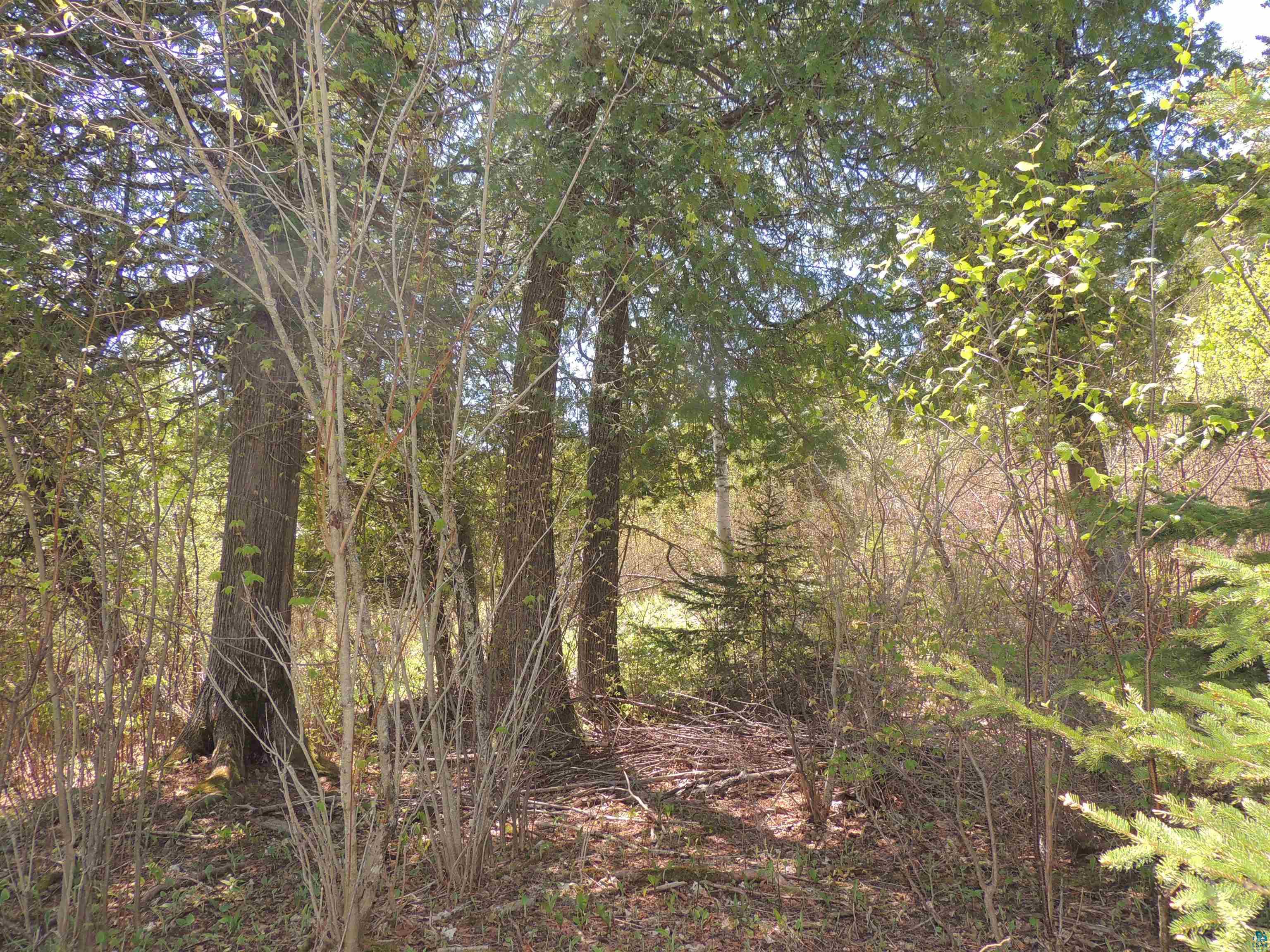 1X Mountain Ash Ln Lutsen MN 55612 6126303 image29
