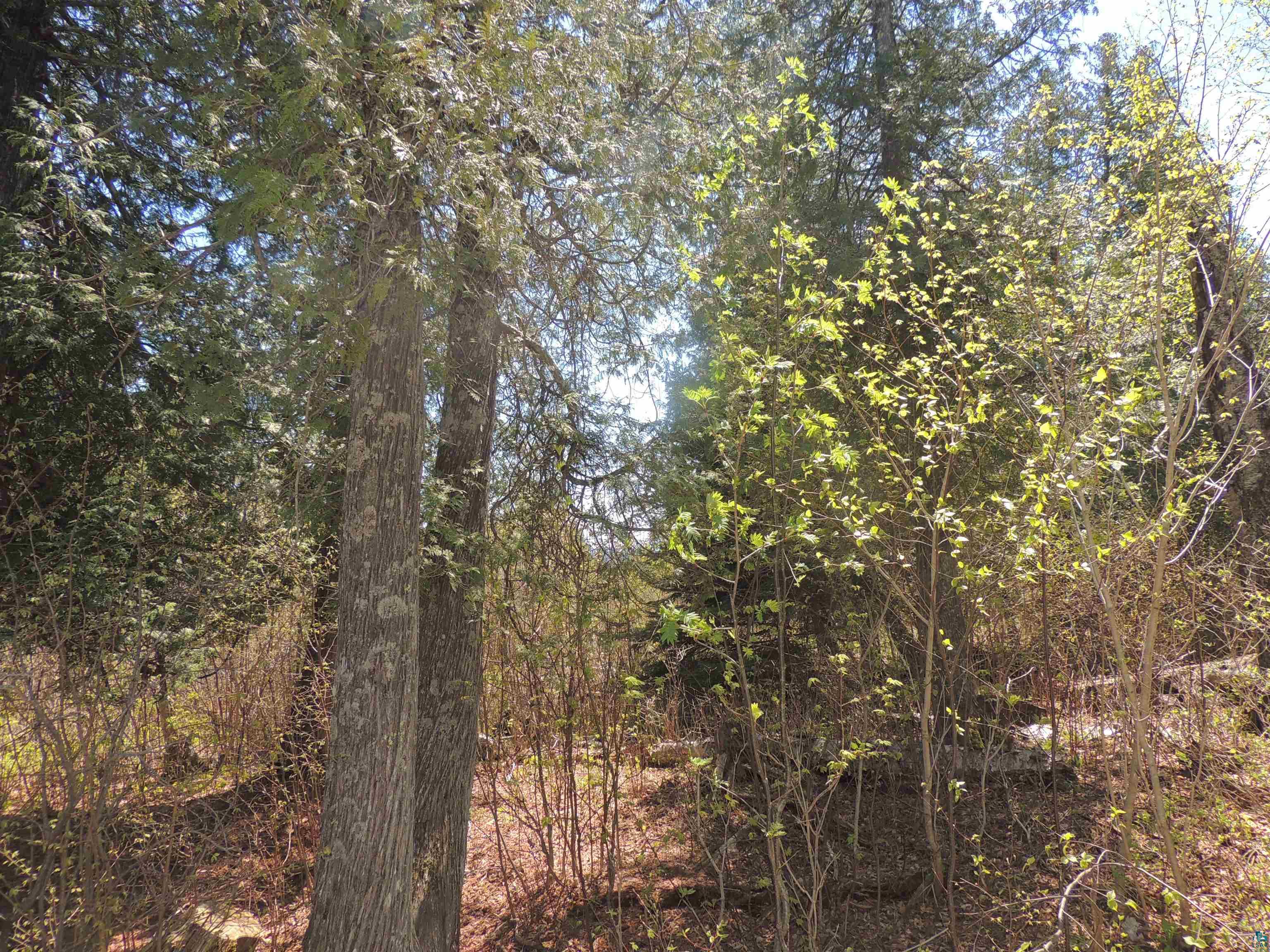 1X Mountain Ash Ln Lutsen MN 55612 6126303 image32