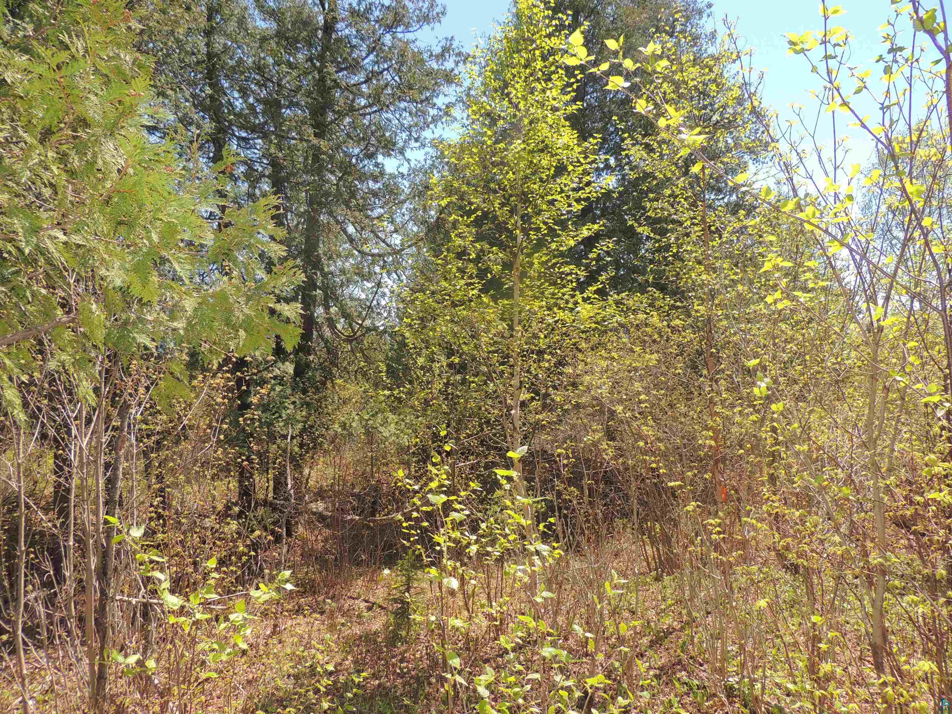 1X Mountain Ash Ln Lutsen MN 55612 6126303 image5
