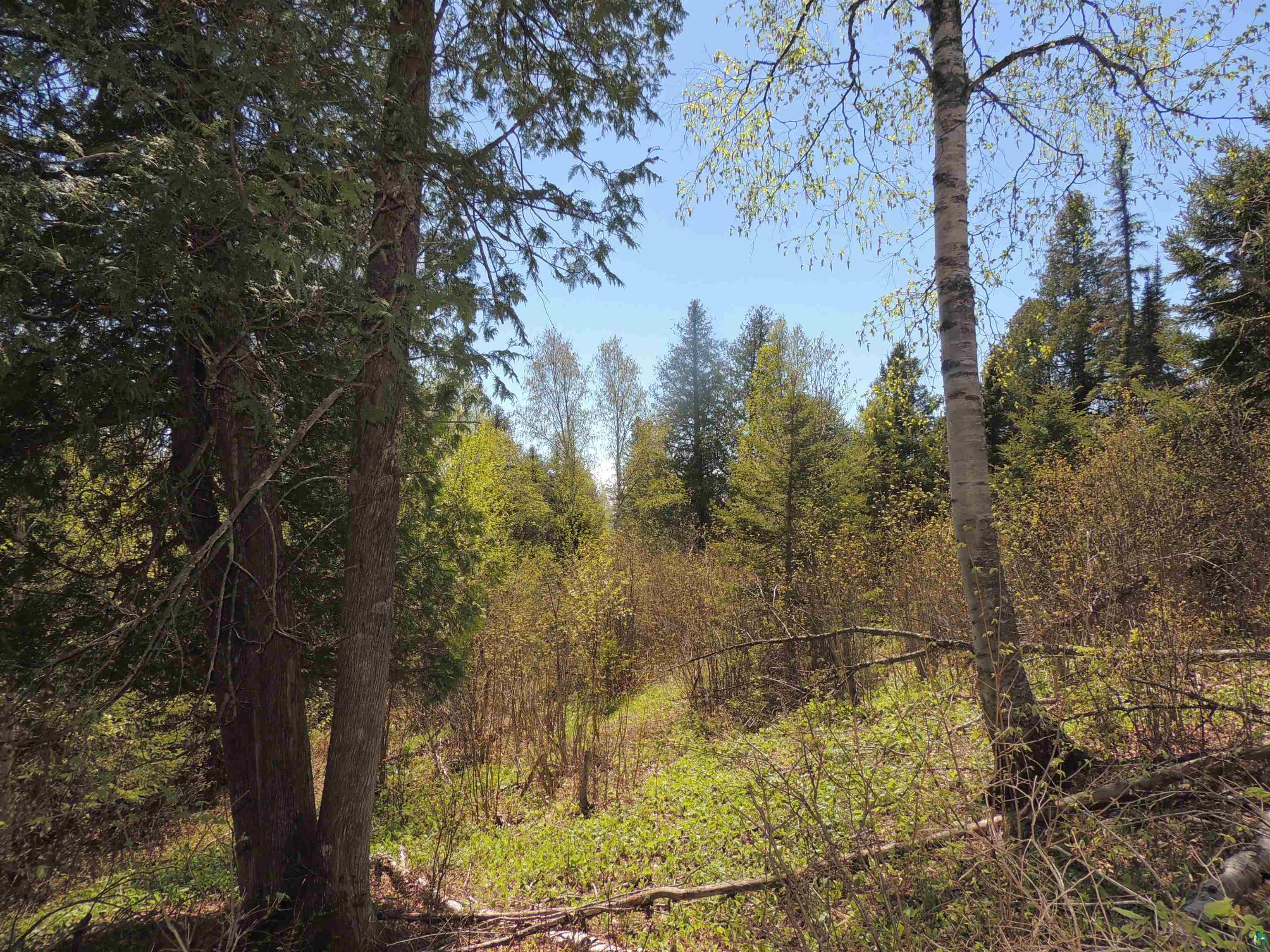 1X Mountain Ash Ln Lutsen MN 55612 6126303 image7