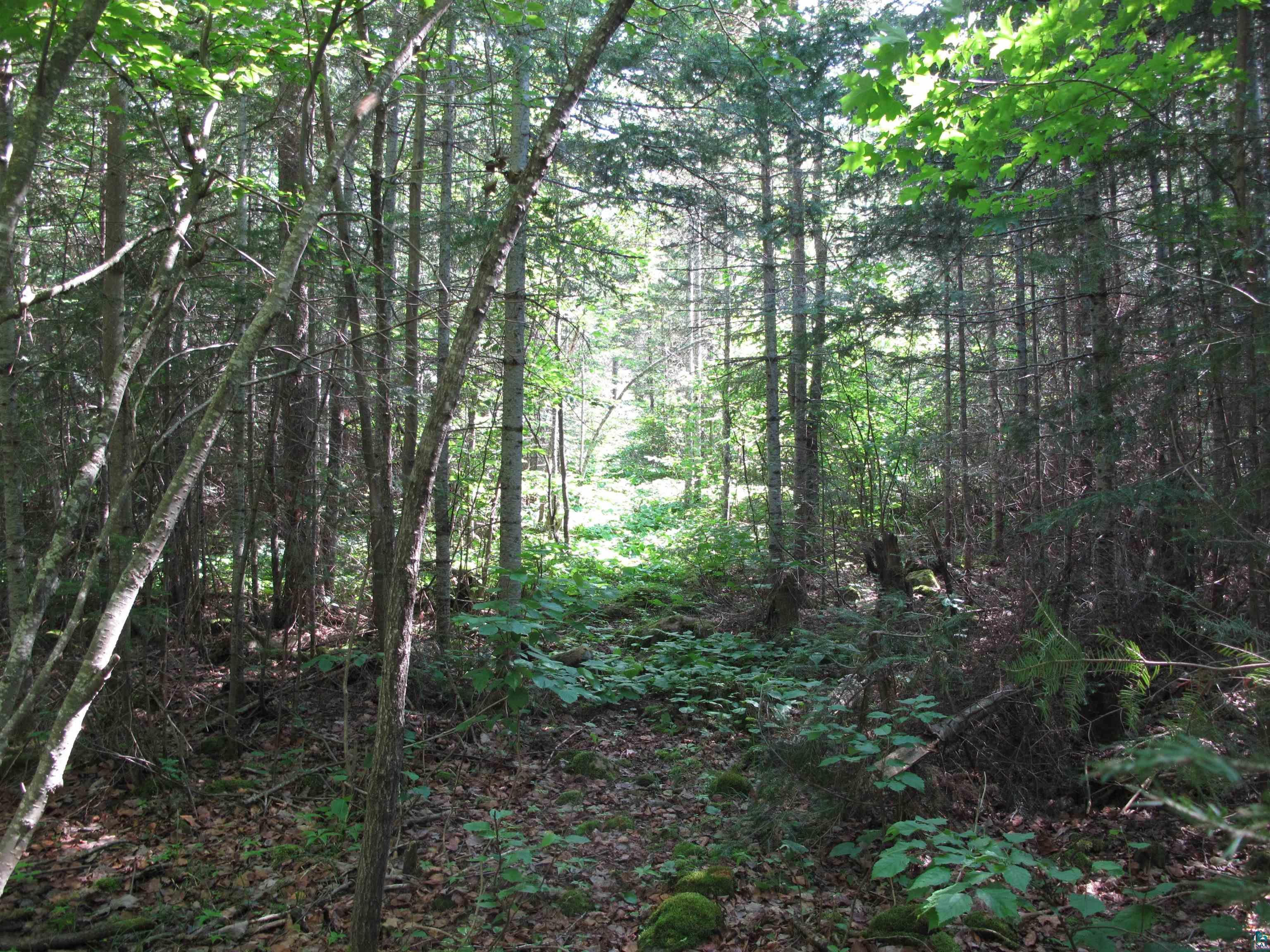 1xx Cougar Tr Grand Marais MN 55604 6115077 image1