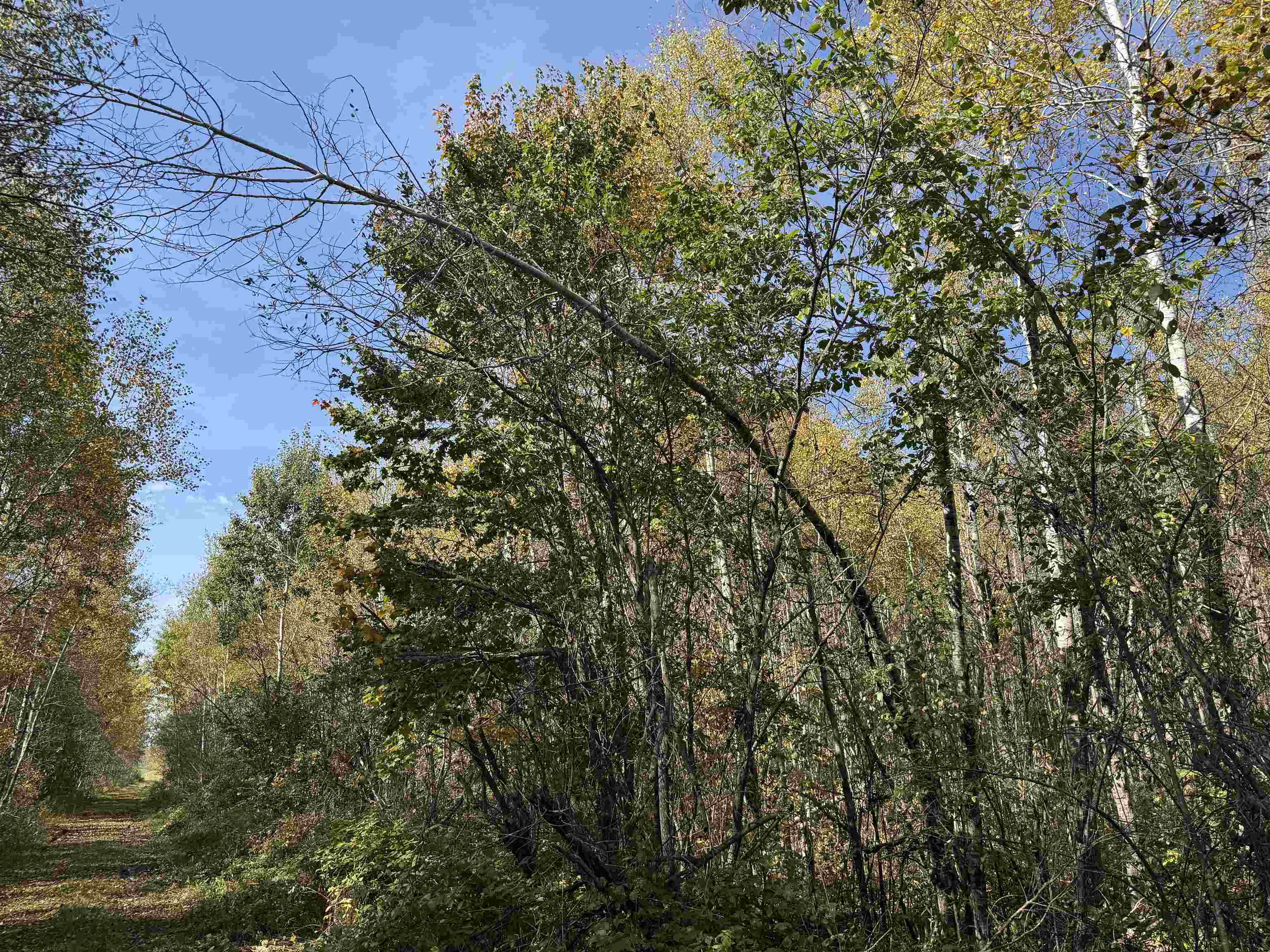 1xxx 460th Ln Palisade MN 56469 6122346 image19